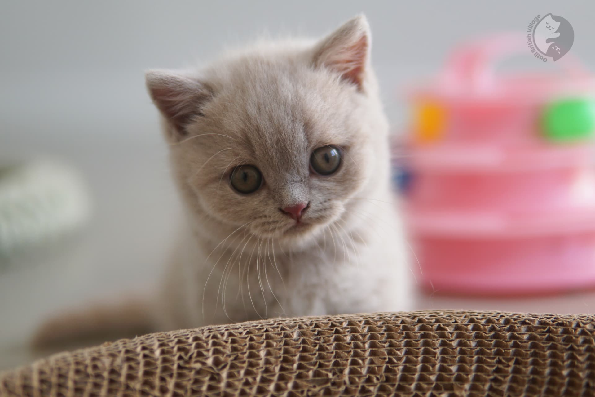 British Shorthair kitten with bright eyes - photo 6