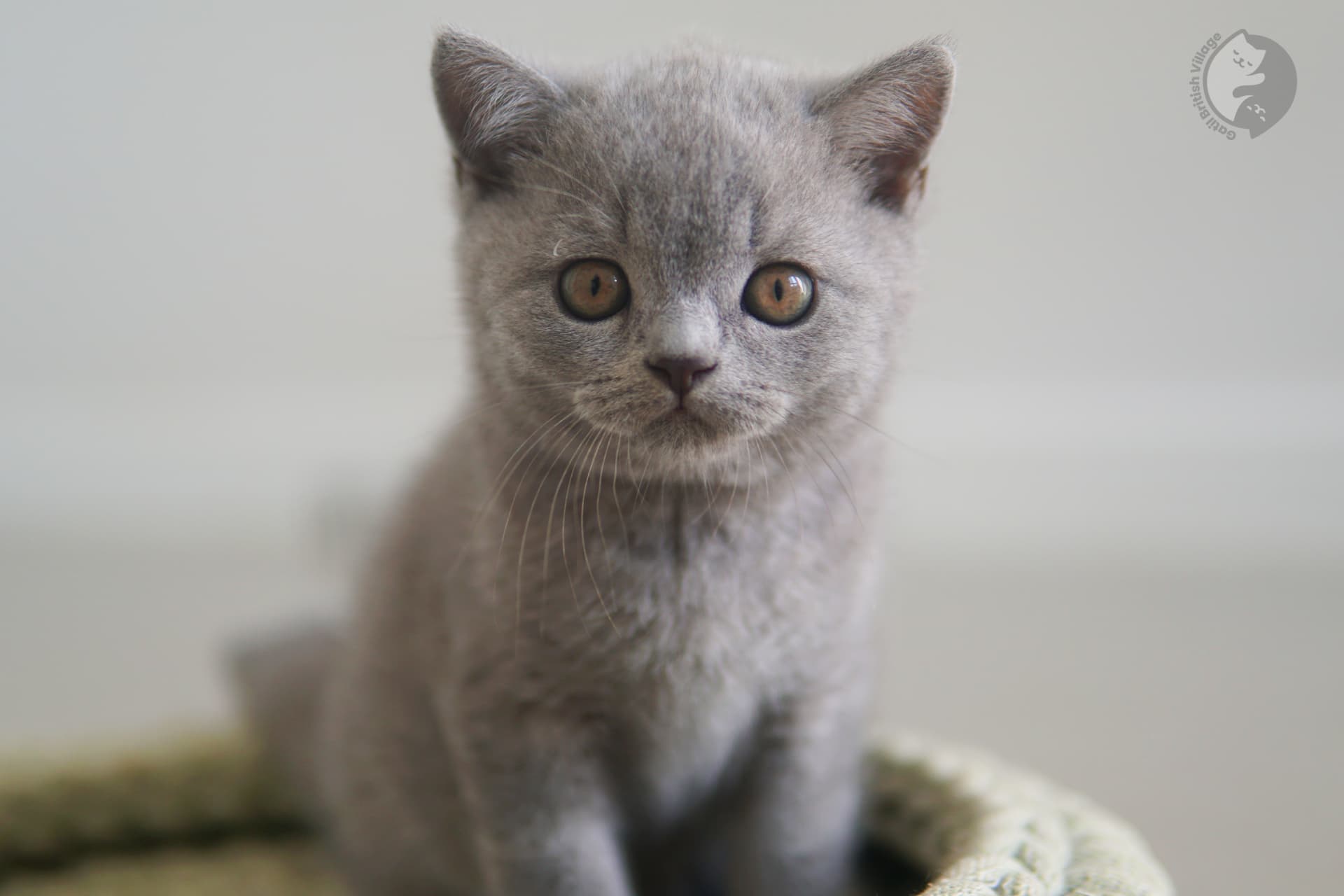 Kitten wrapped in a blanket - photo 7