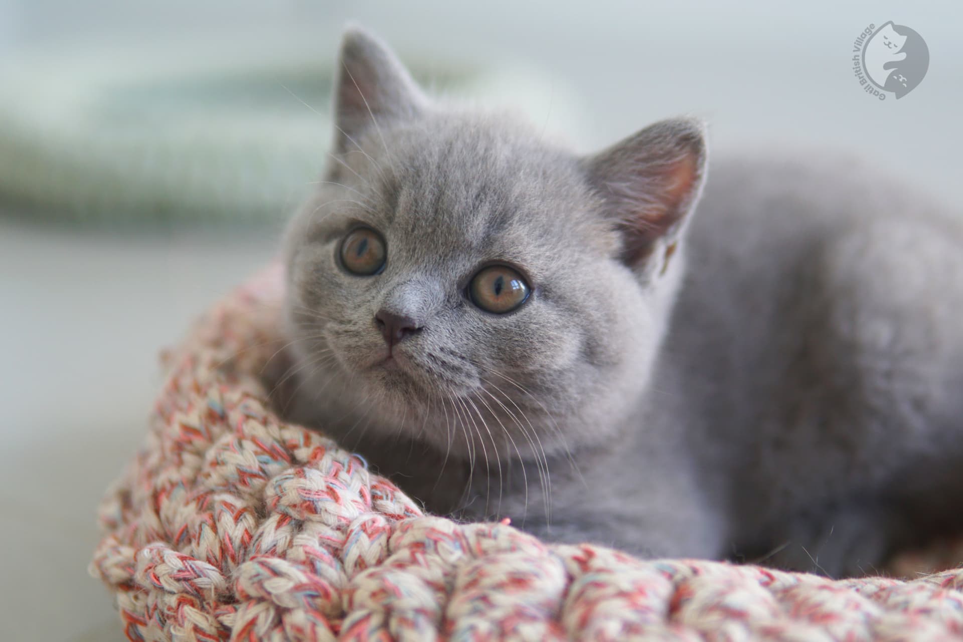 Very cute British Shorthair kitten - photo 8
