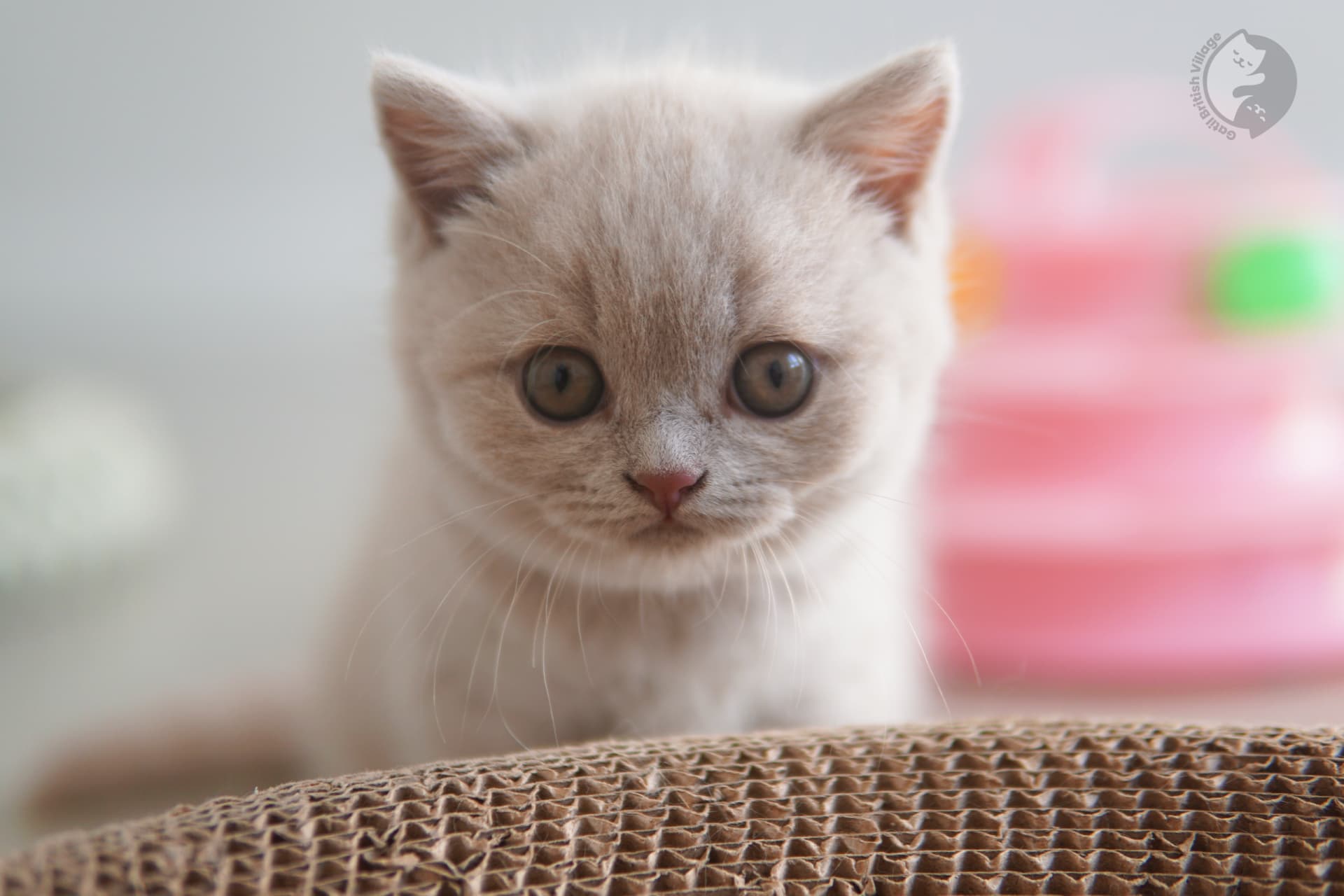 Kitten ready for a professional photo - photo 9