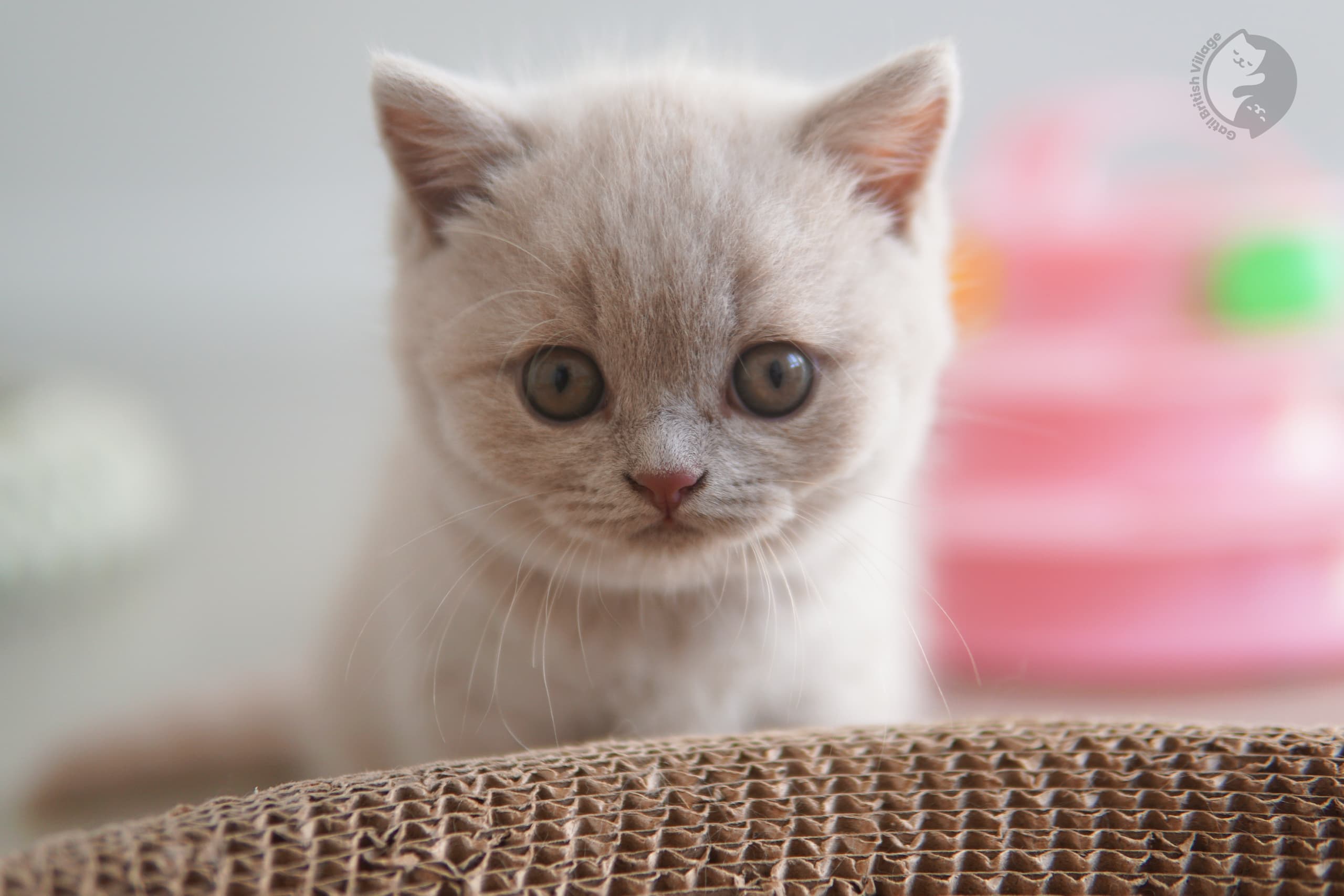 Kitten ready for a professional photo - photo 9