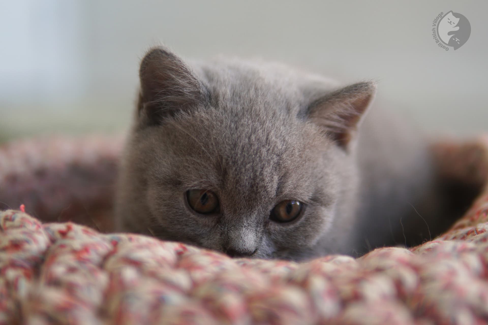 Blue coat typical of the British Shorthair - photo 10