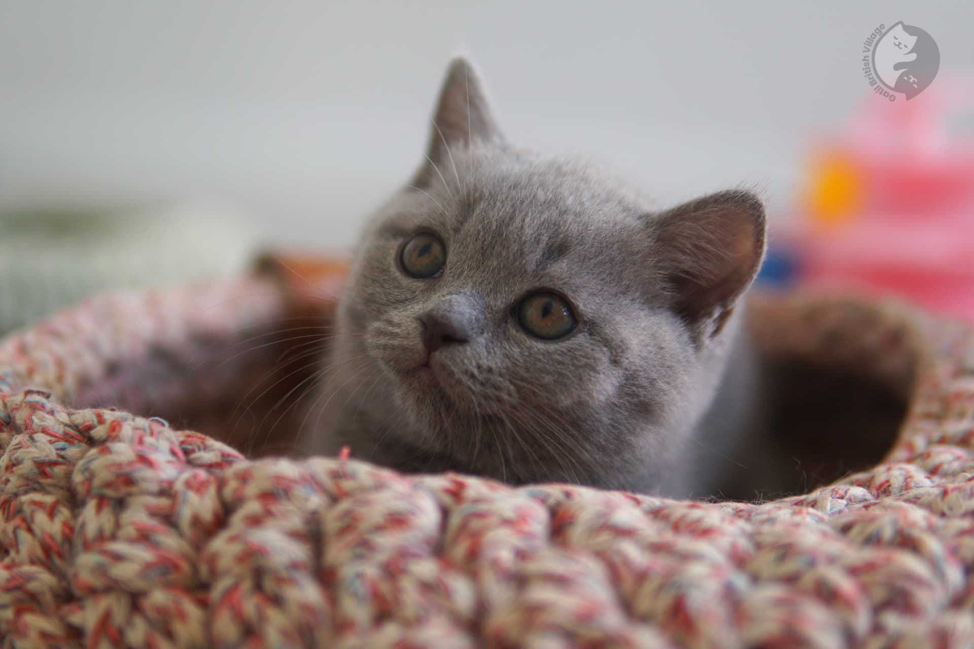 Kitten surrounded by cozy blankets - photo 11