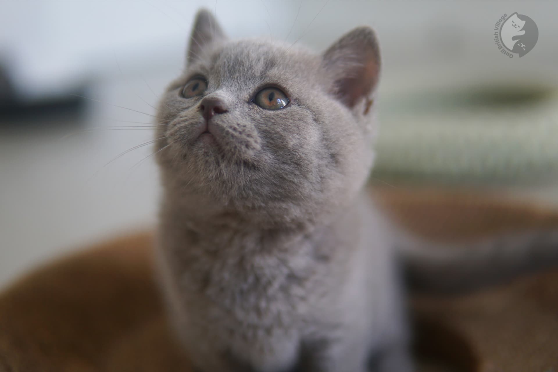Newborn British Shorthair kittens - photo 12