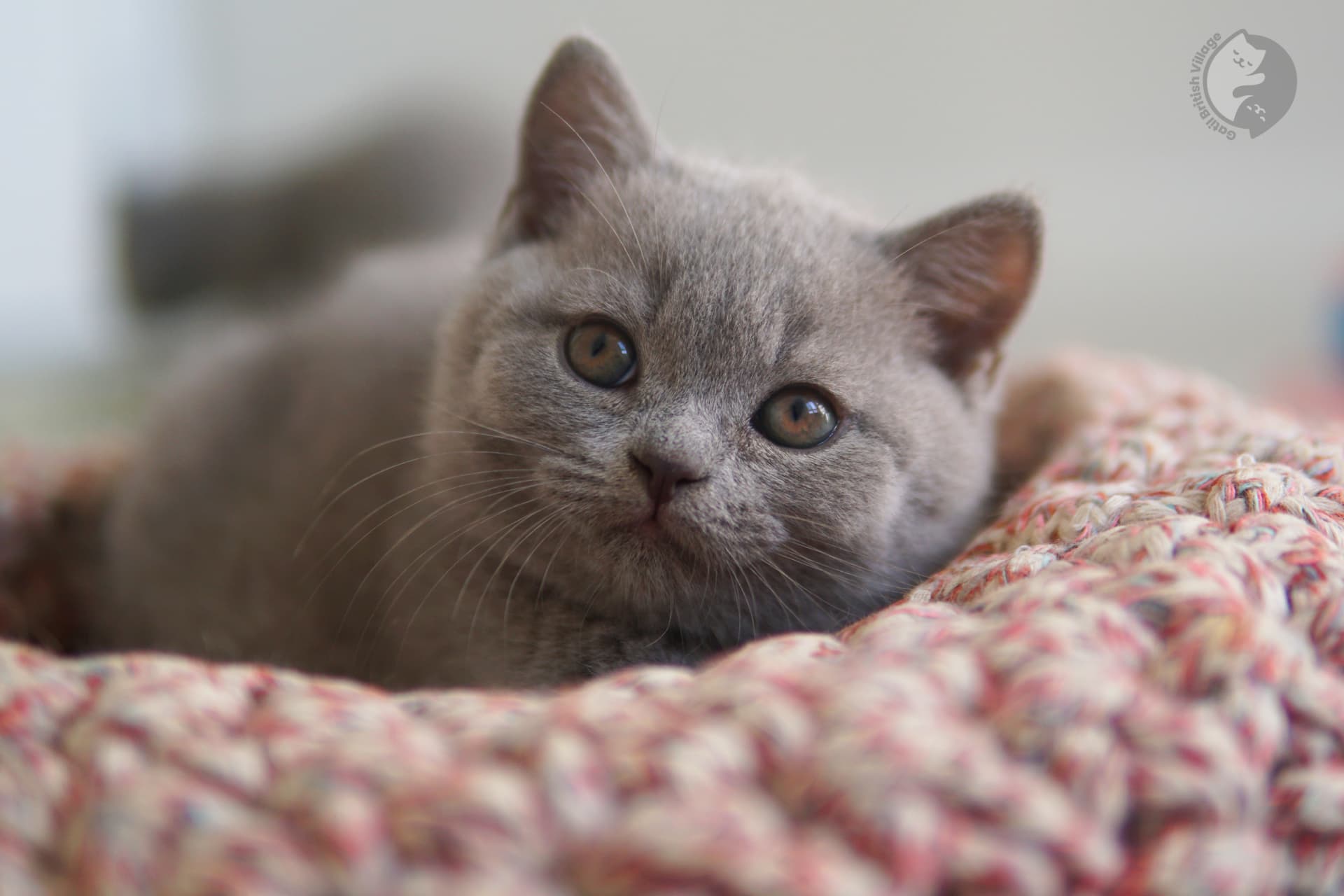 British Shorthair kittens playing - photo 13