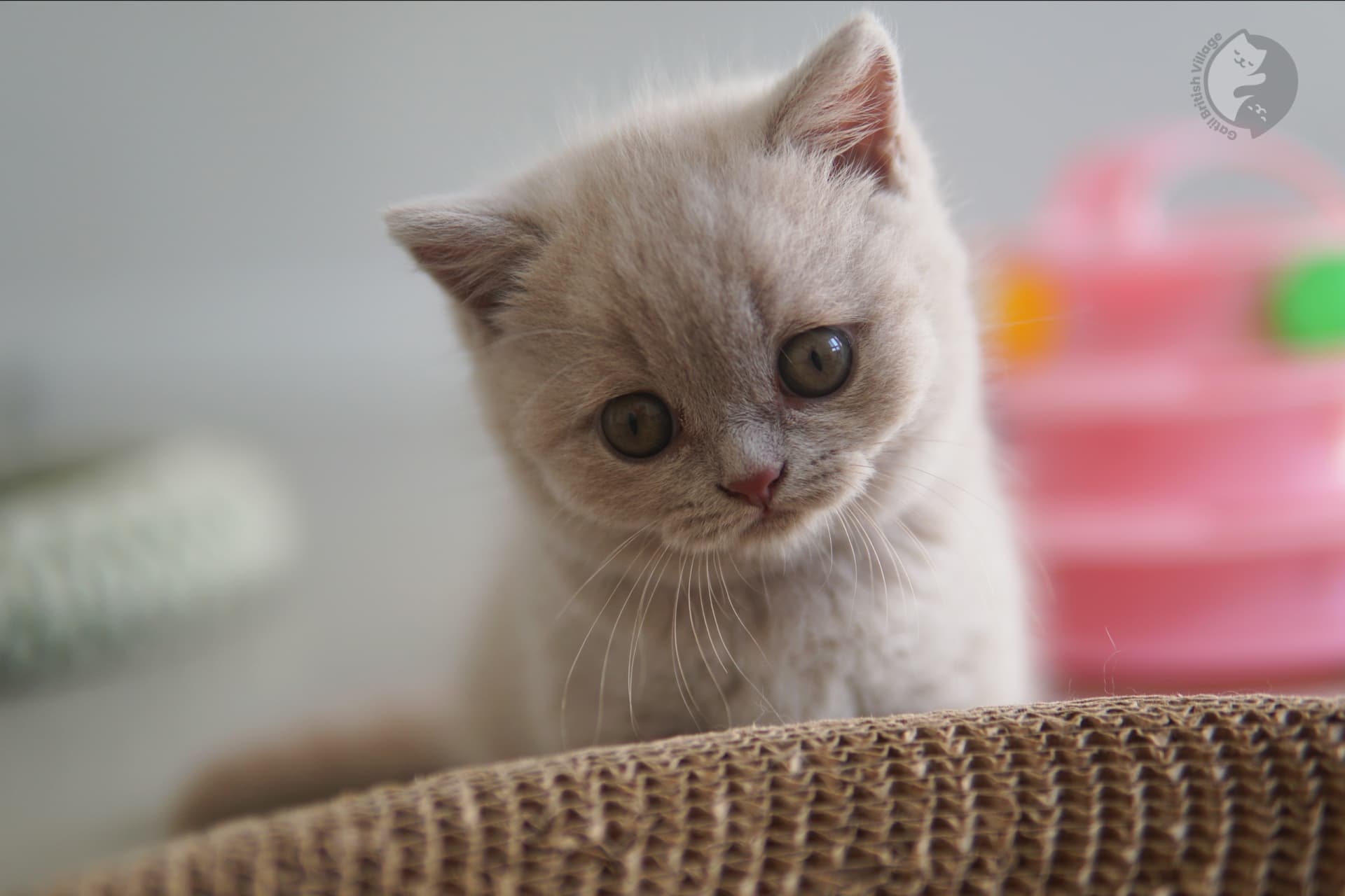 Imposing British Shorthair kitten - photo 14