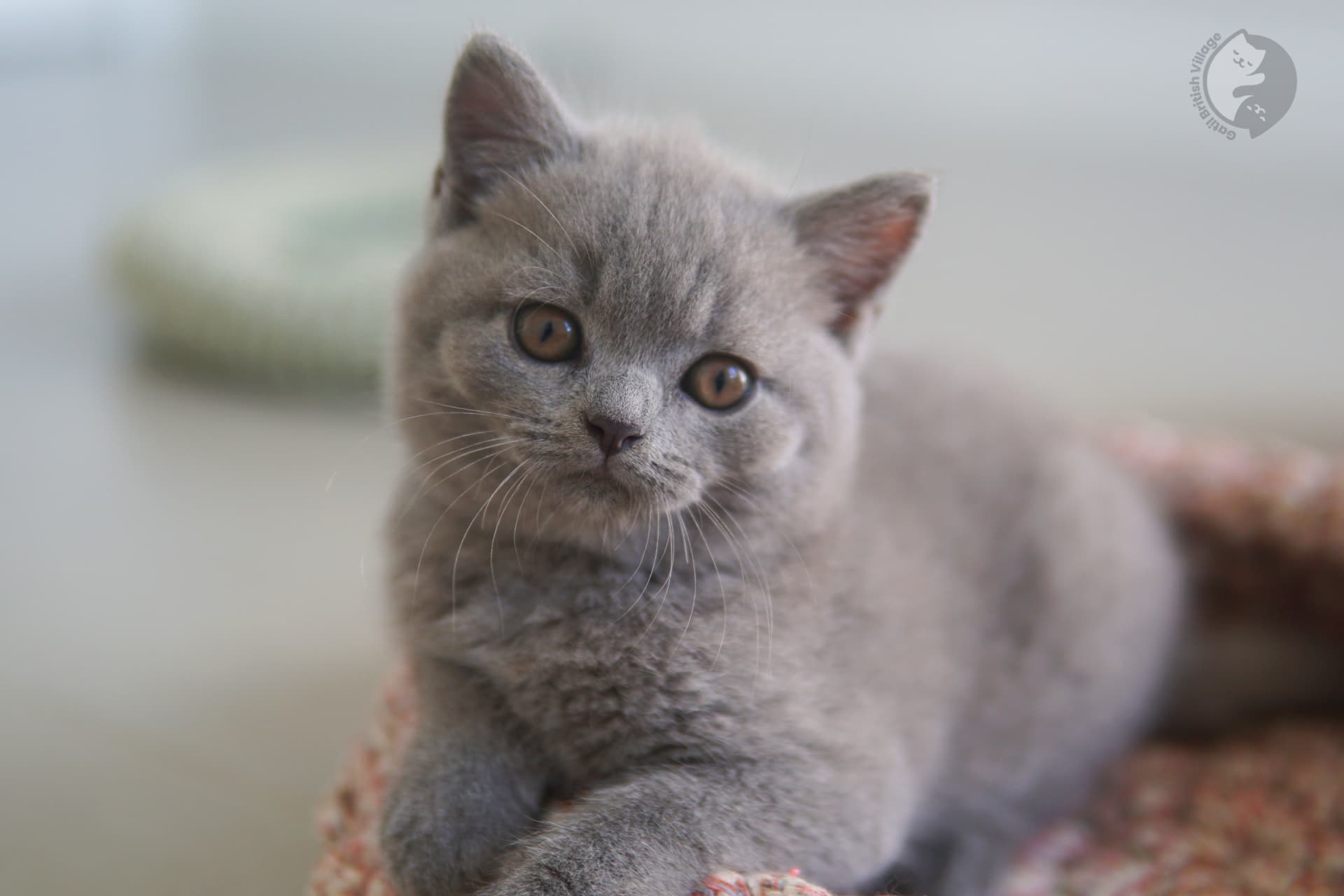 Elegant female British Shorthair kitten - photo 15
