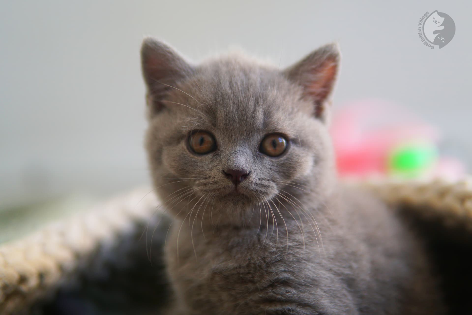 Lilac British Shorthair female kitten - photo 16