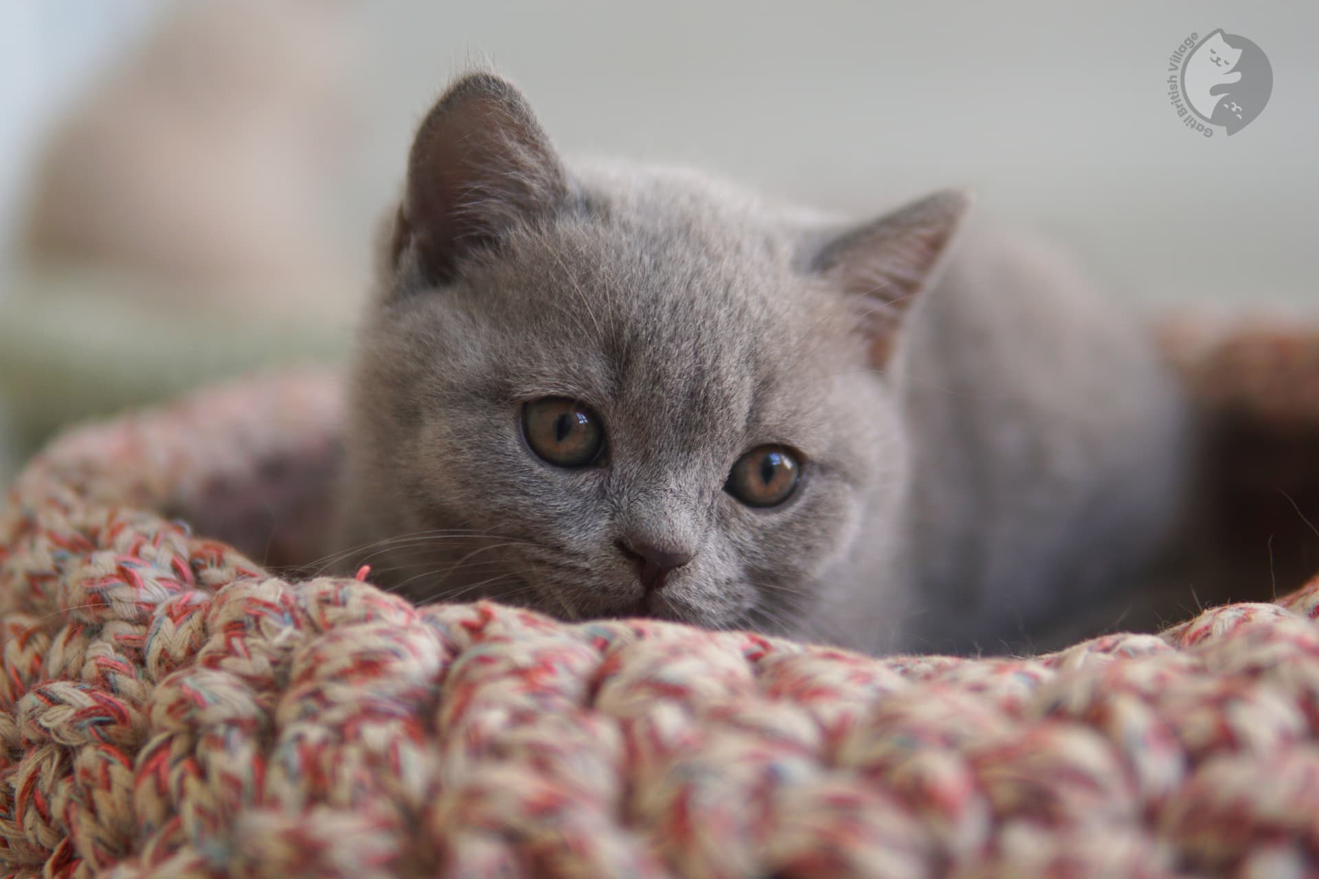 British Shorthair kitten walking - photo 17