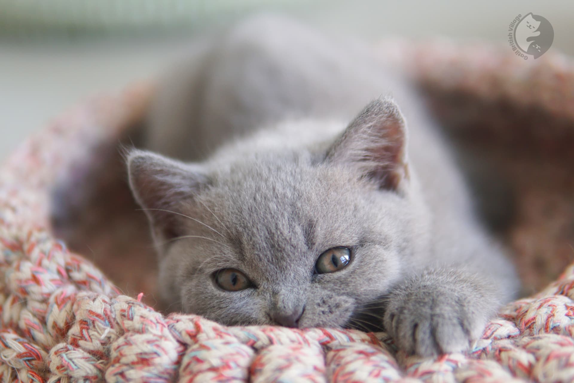 Male kitten resting - photo 18