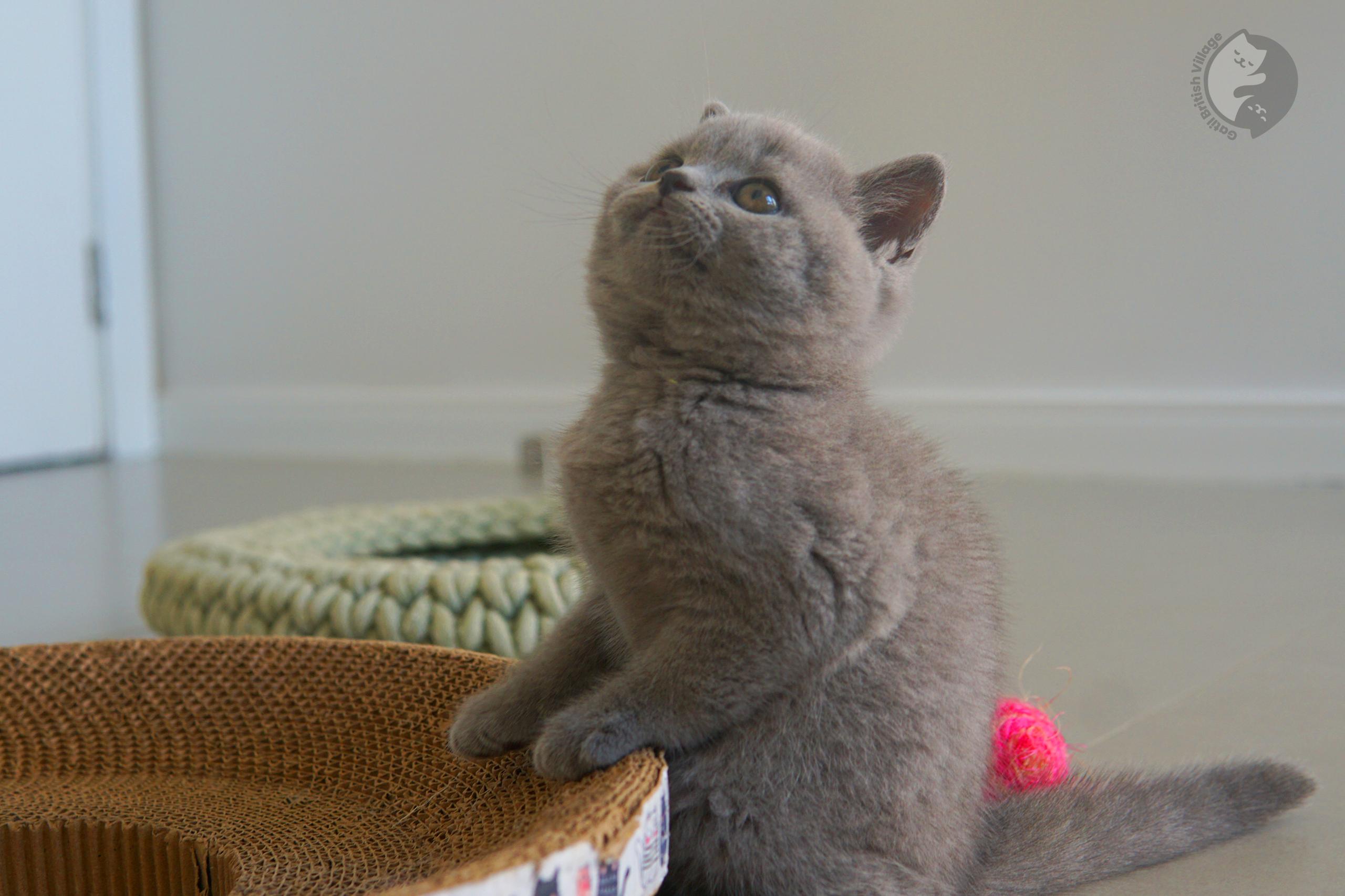 Close-up of British Shorthair kitten - photo 19
