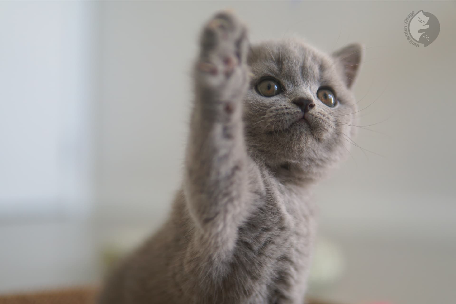 Alert British Shorthair kitten - photo 20
