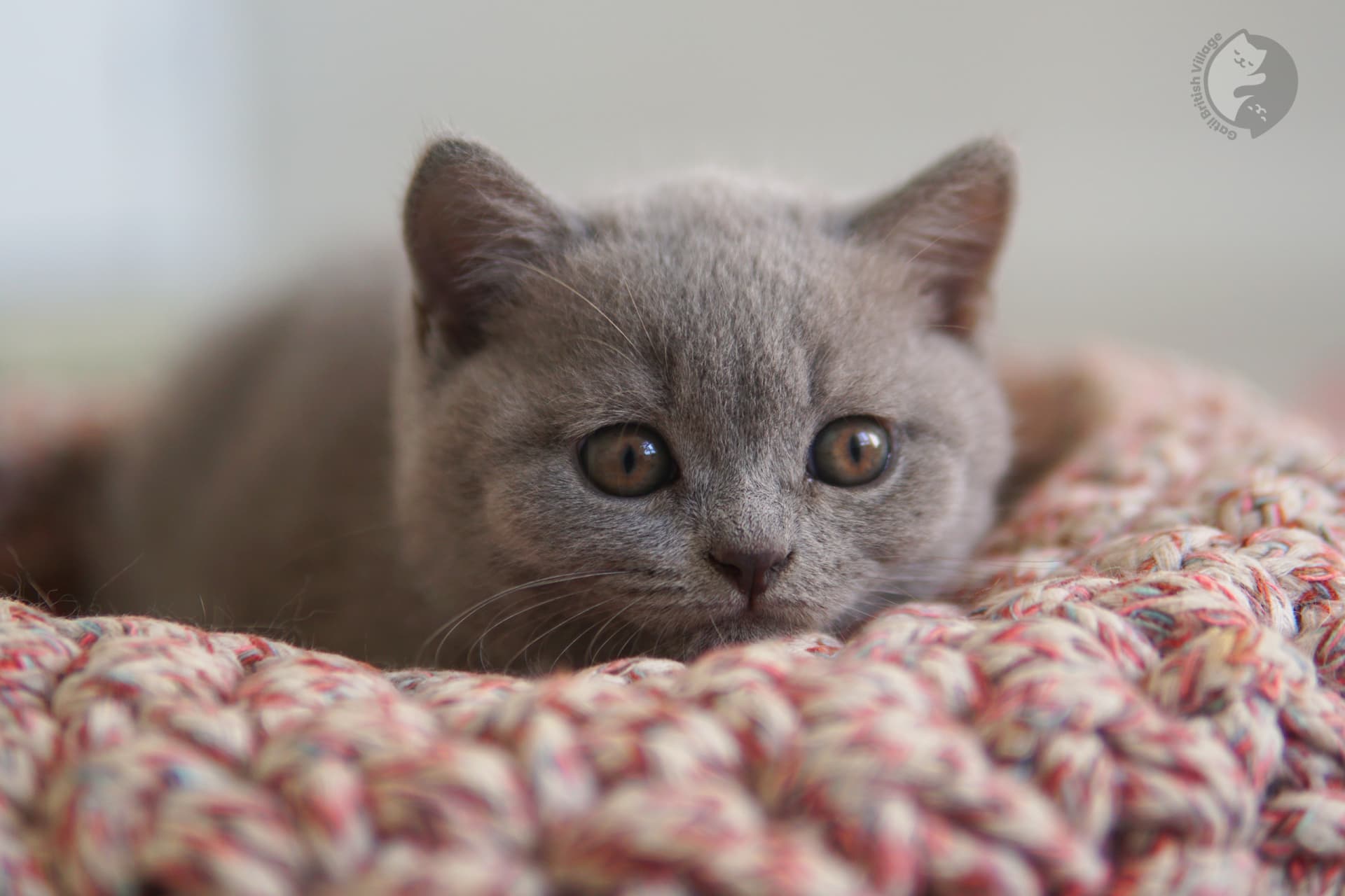Charming lilac-coated kitten - photo 21
