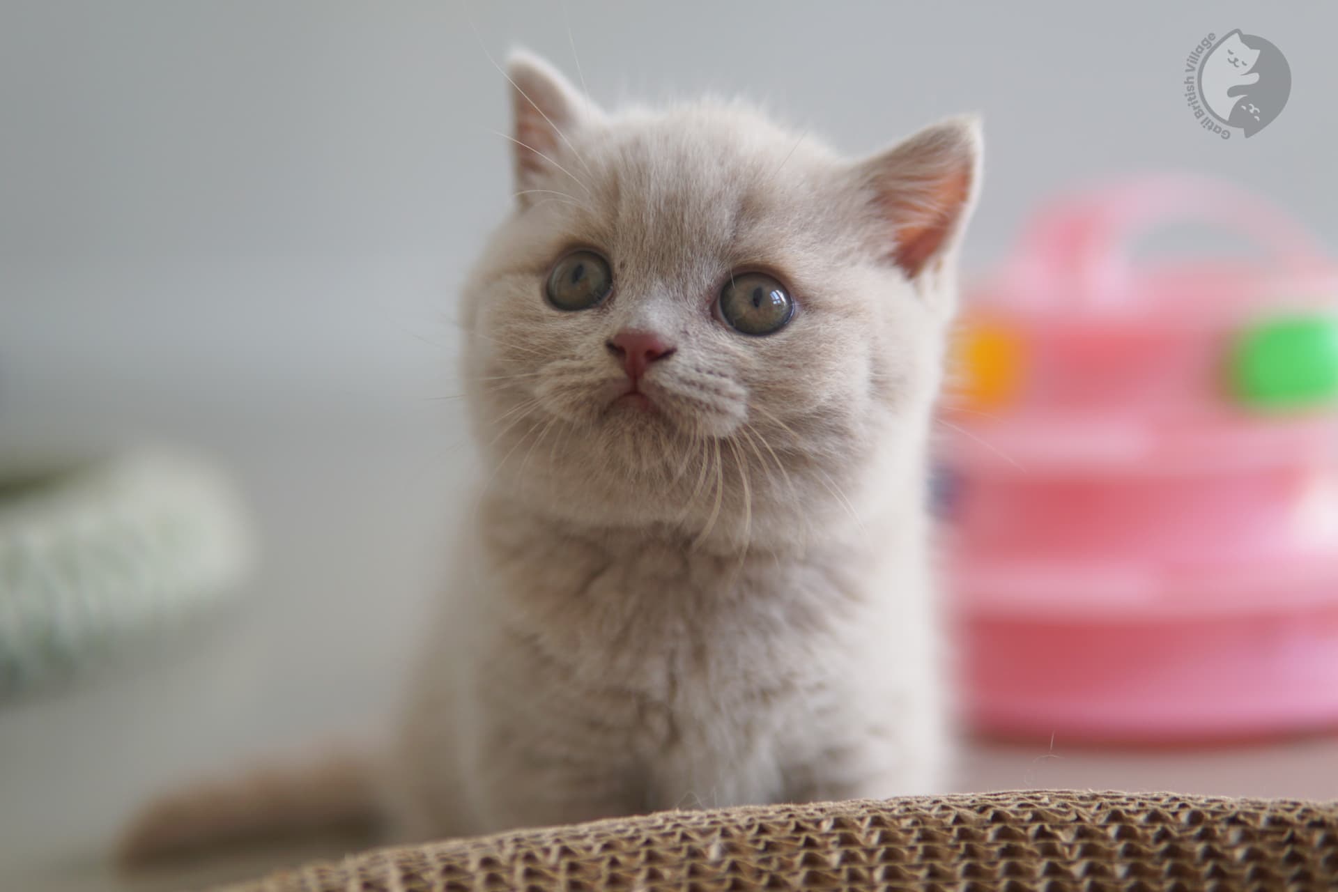 Expressive and charismatic British Shorthair kitten - photo 22