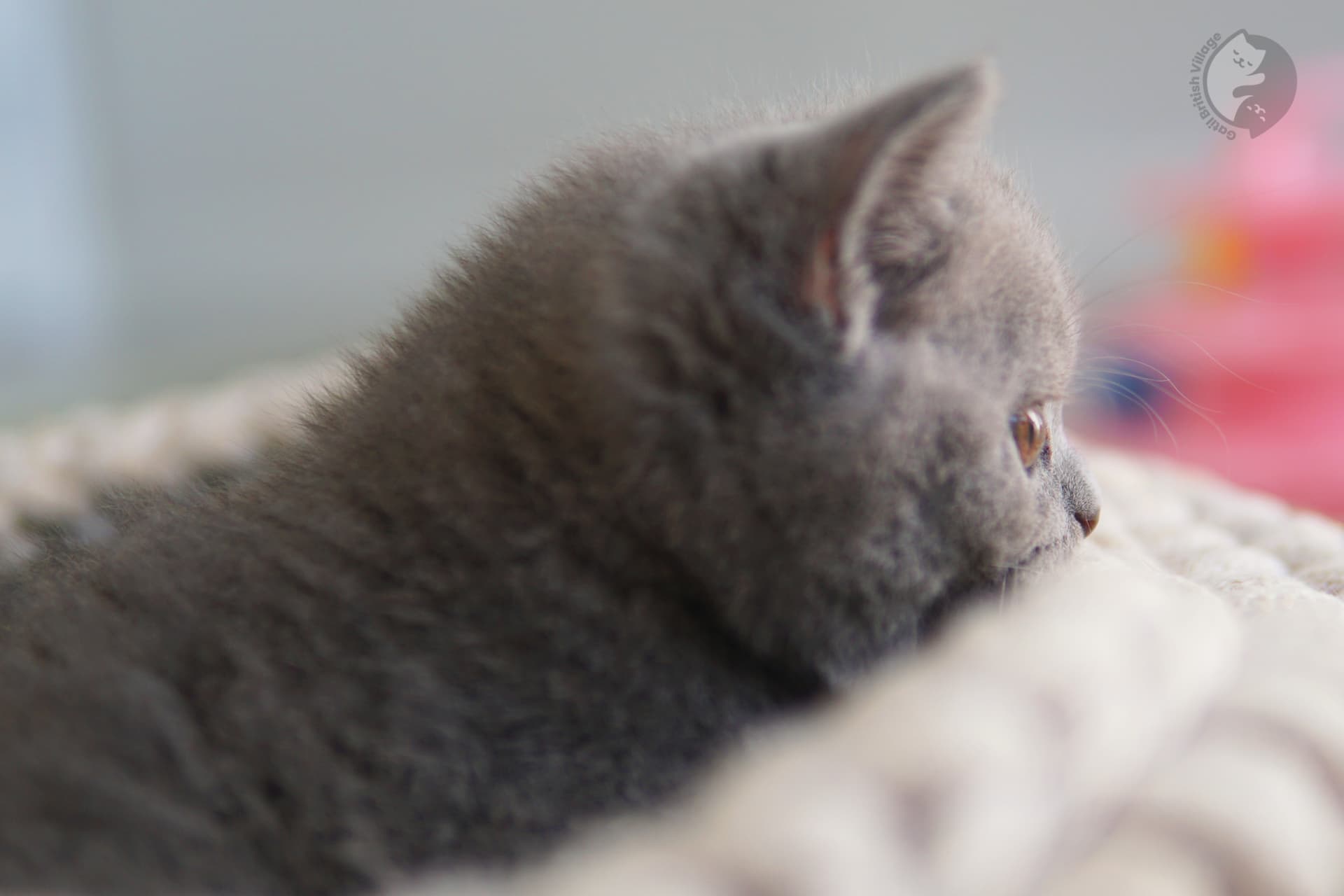 Pedigree cat relaxing - photo 23