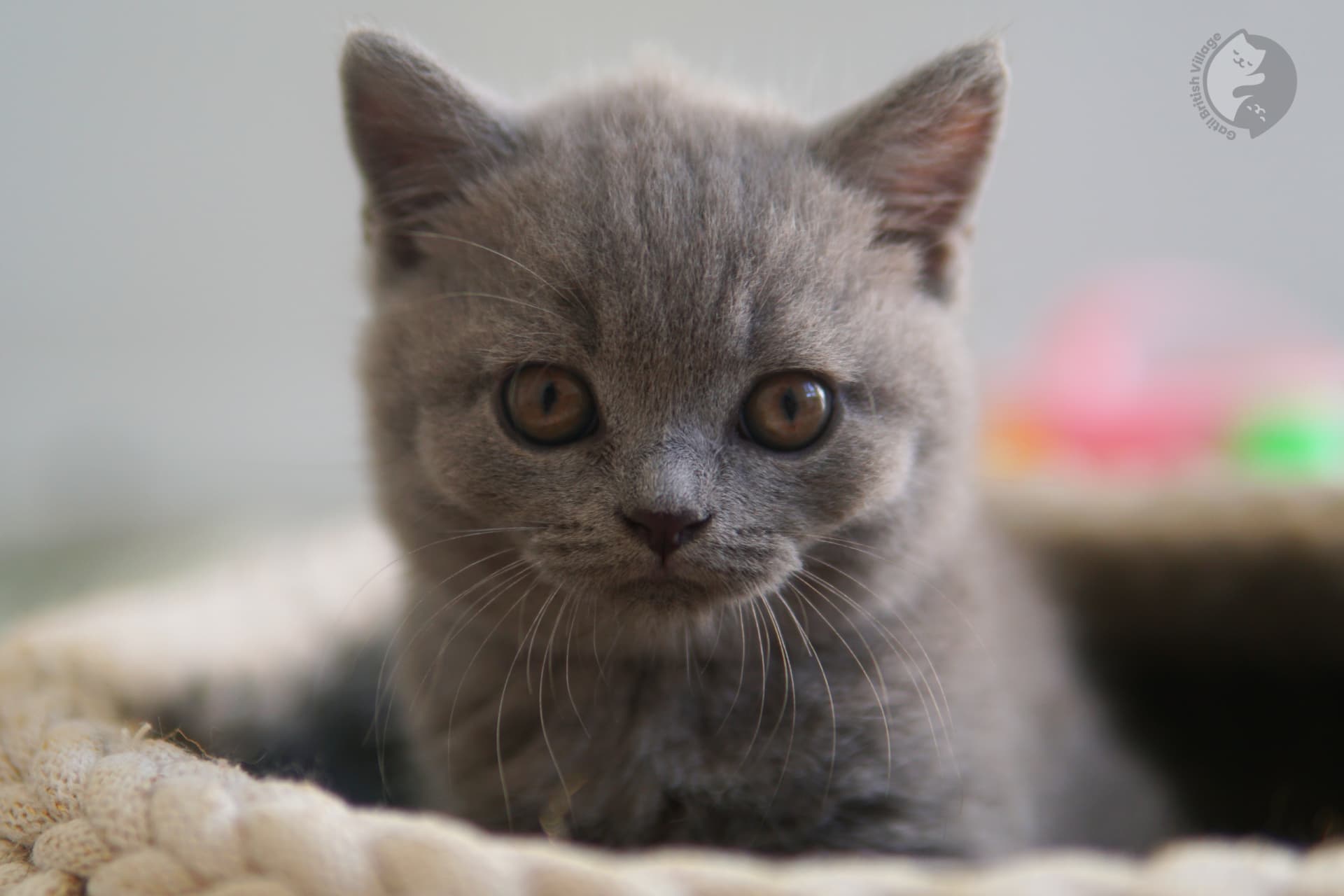 Cute British Shorthair kitten - photo 24