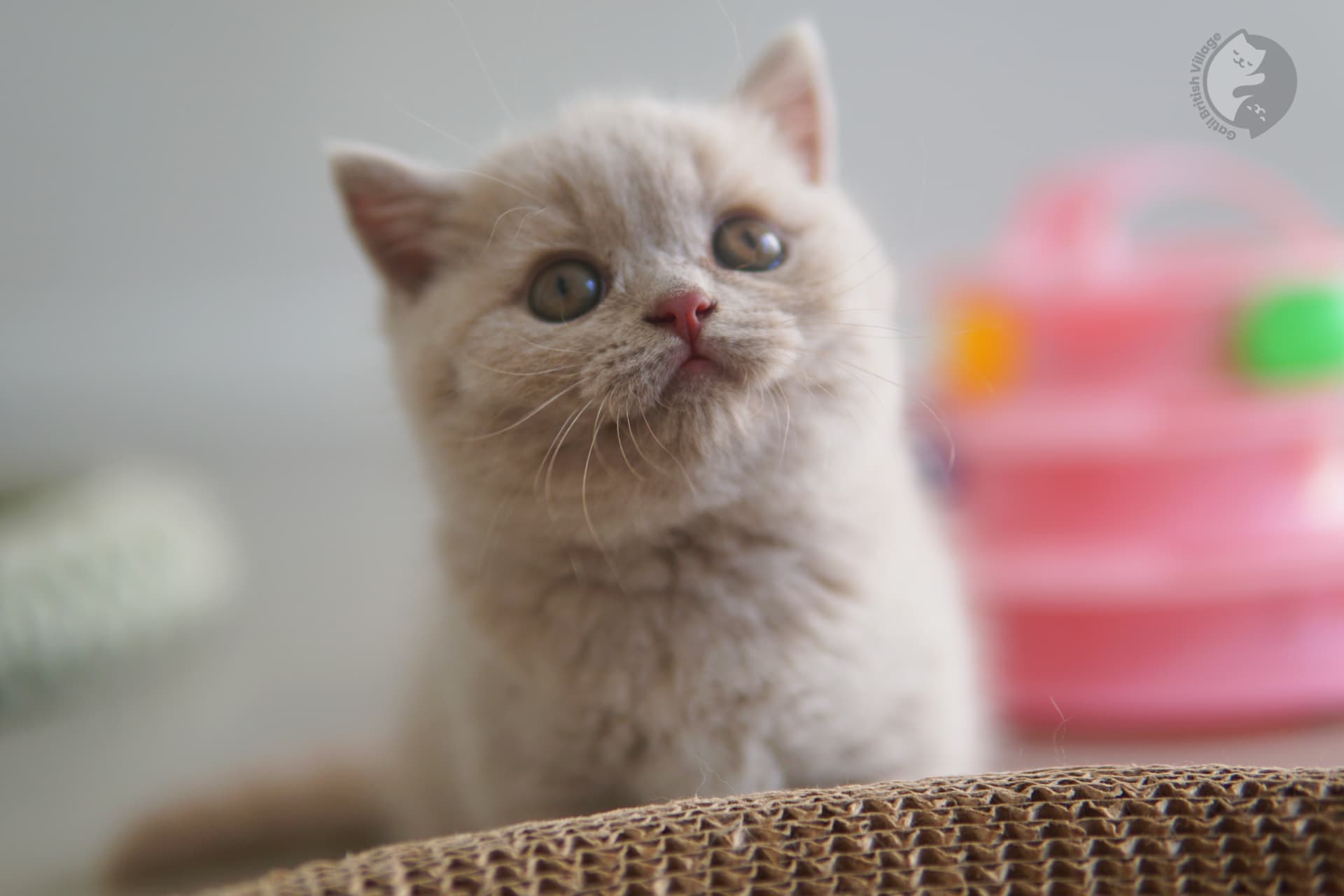 Kitten with a peaceful look - photo 25