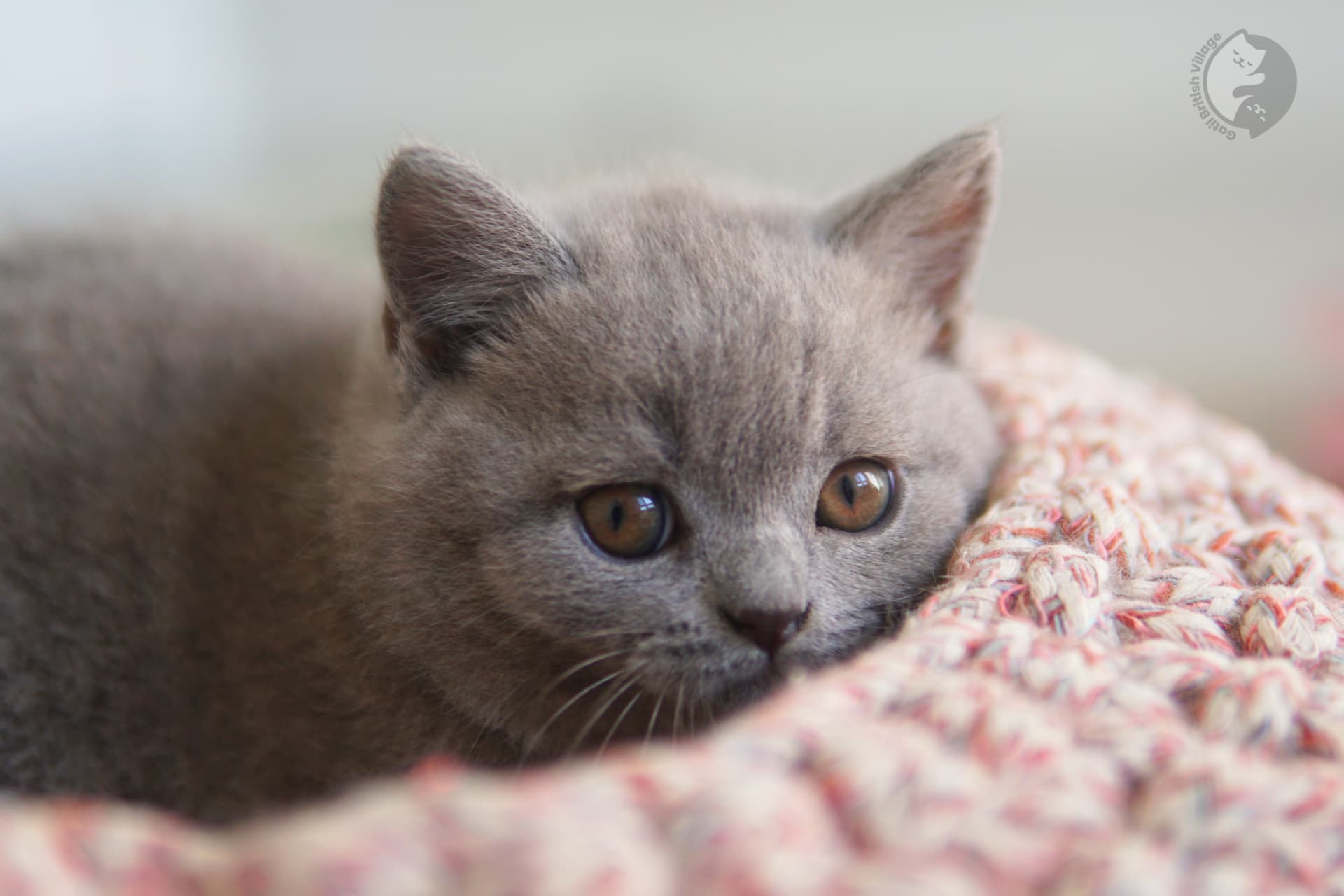 British Shorthair kitten in someone's lap - photo 26
