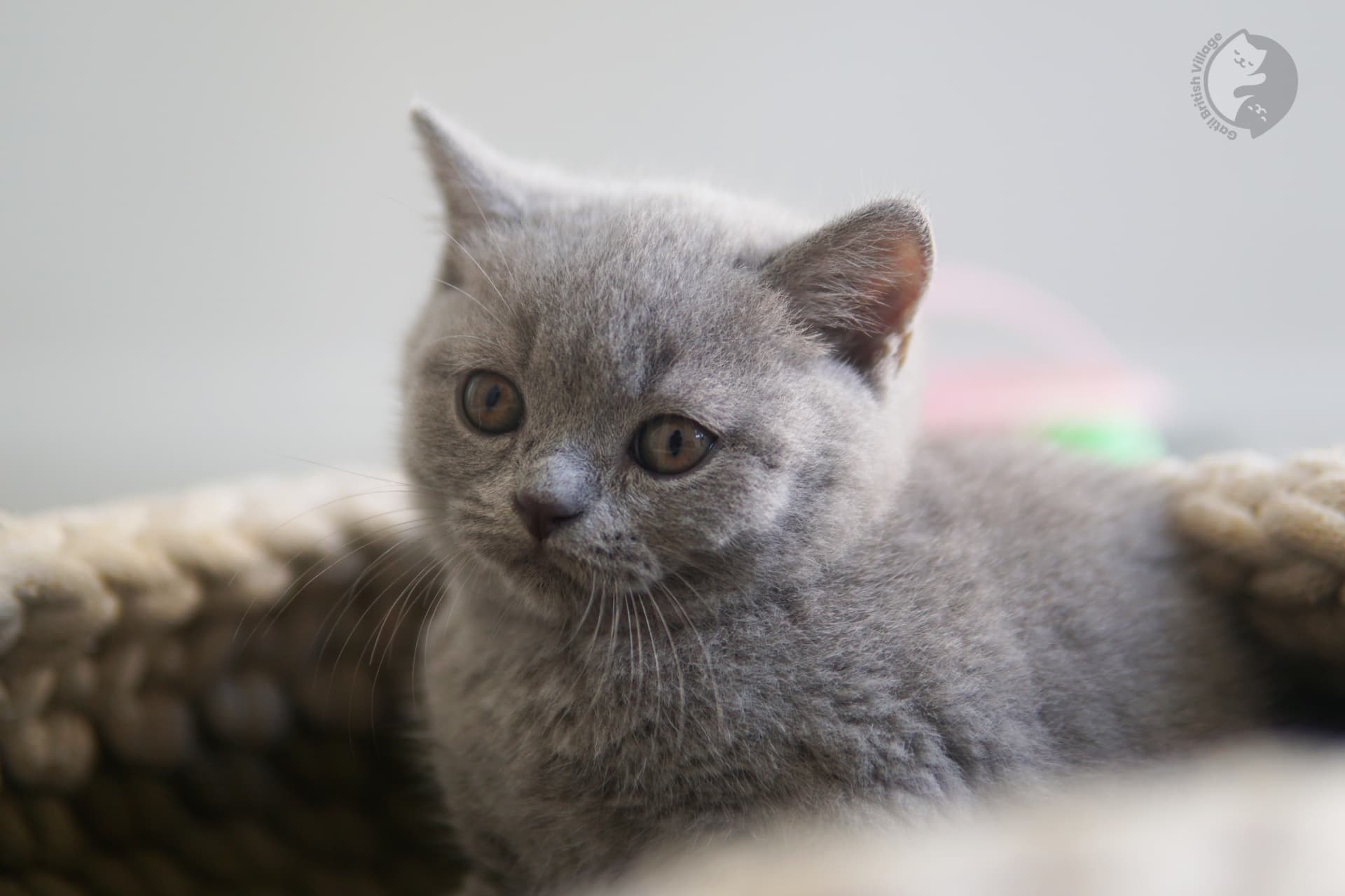 Sweet photo of a pedigree kitten - photo 27
