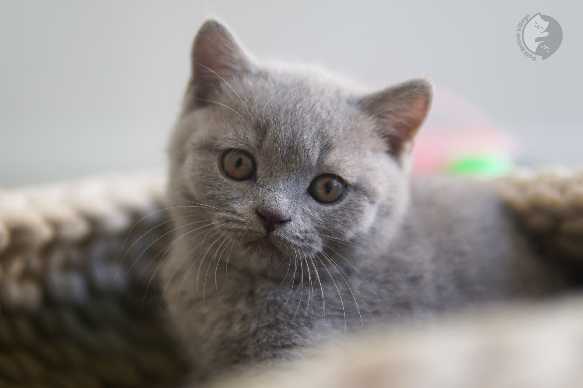Captivating look from British Shorthair kitten - photo 28