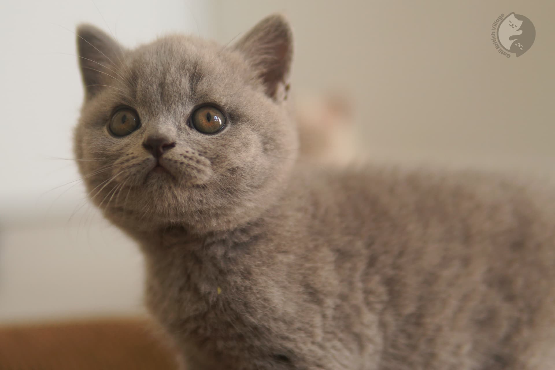 Group of British Shorthair kittens - photo 29