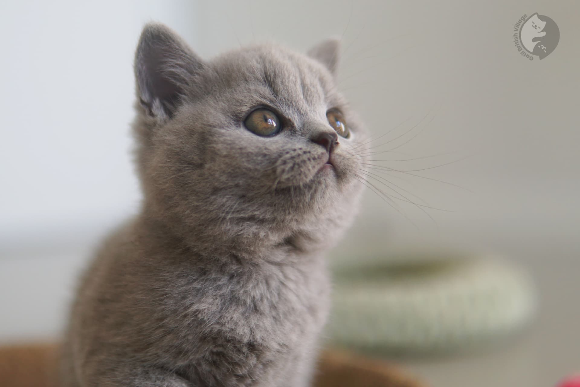 Happy British Shorthair kitten - photo 30