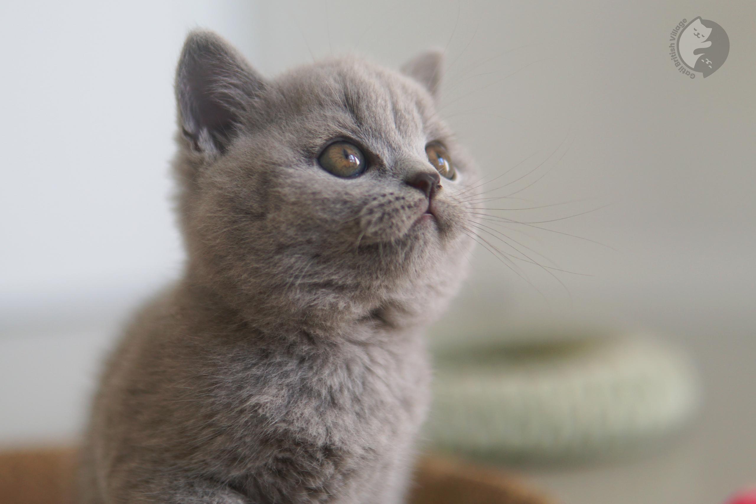 Happy British Shorthair kitten - photo 30