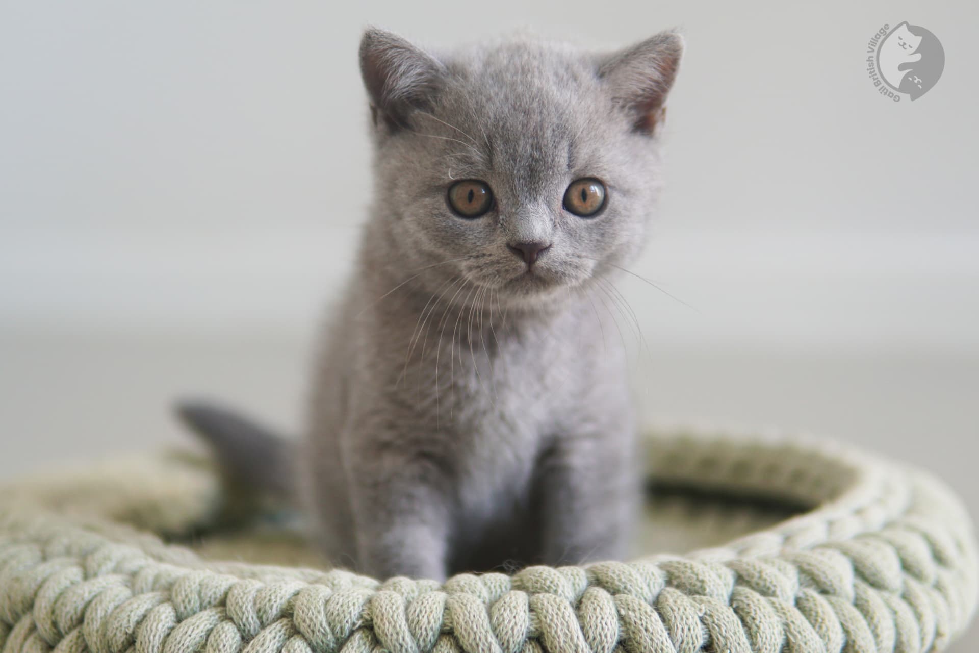Kitten taking its first steps - photo 31