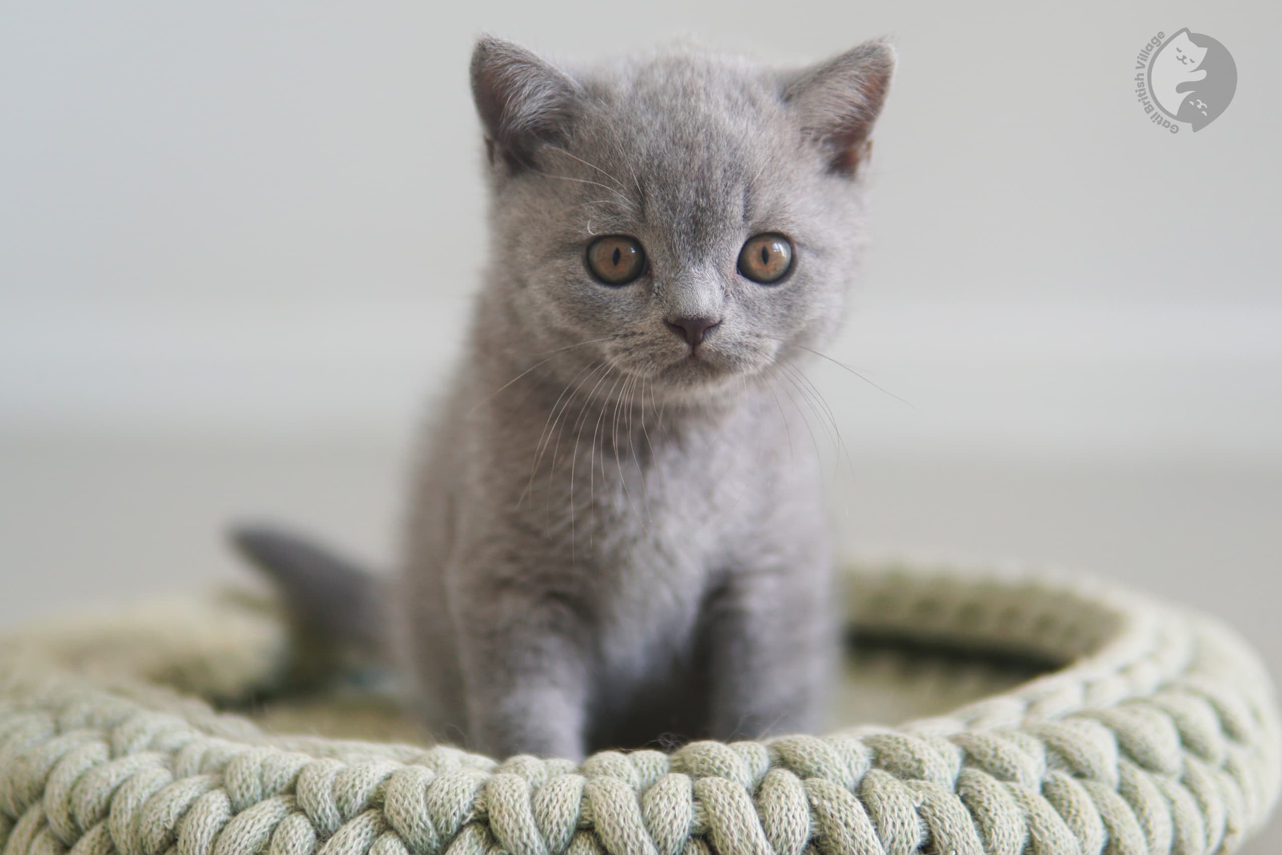 Kitten taking its first steps - photo 31