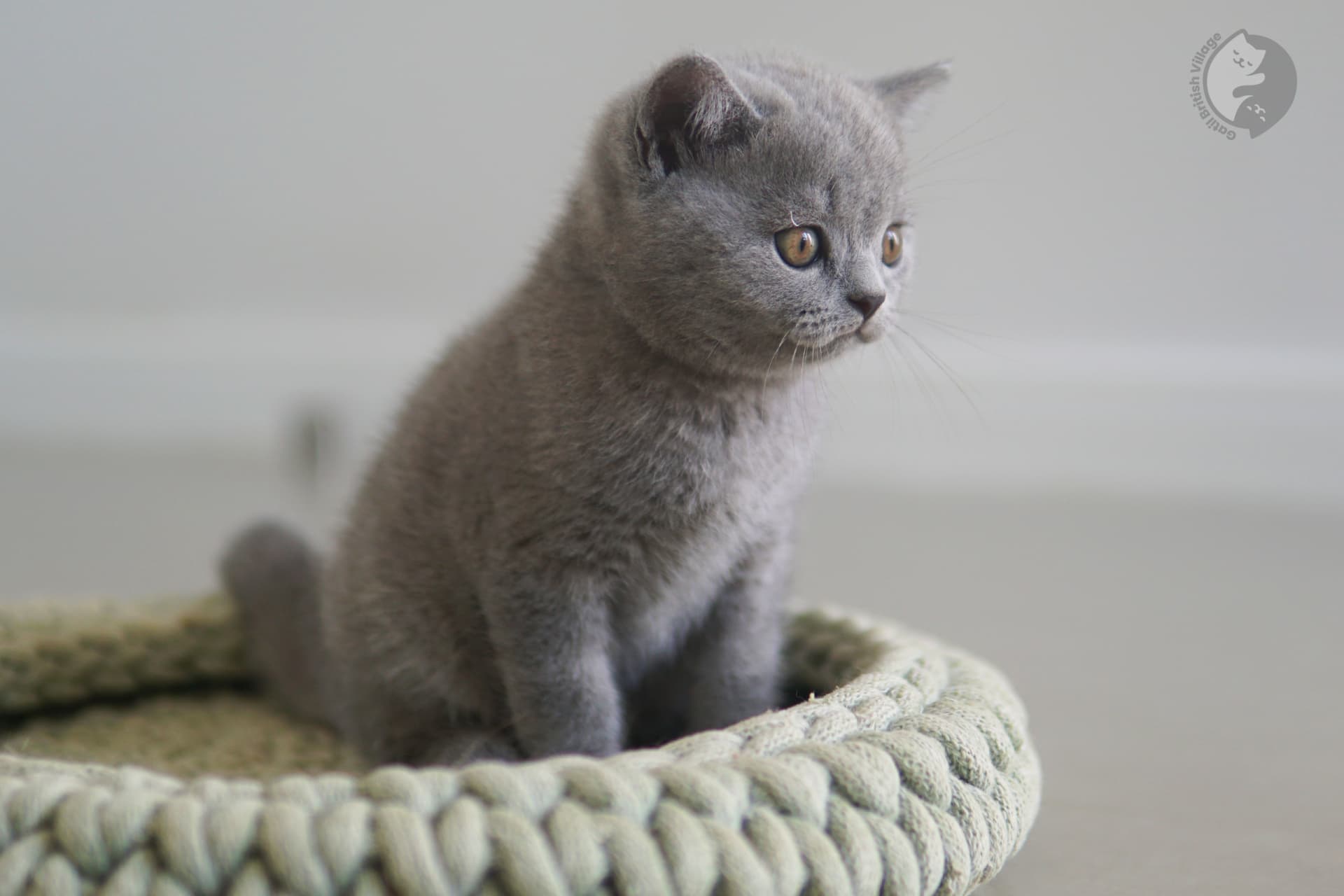 Kitten with plush-toy appearance - photo 32