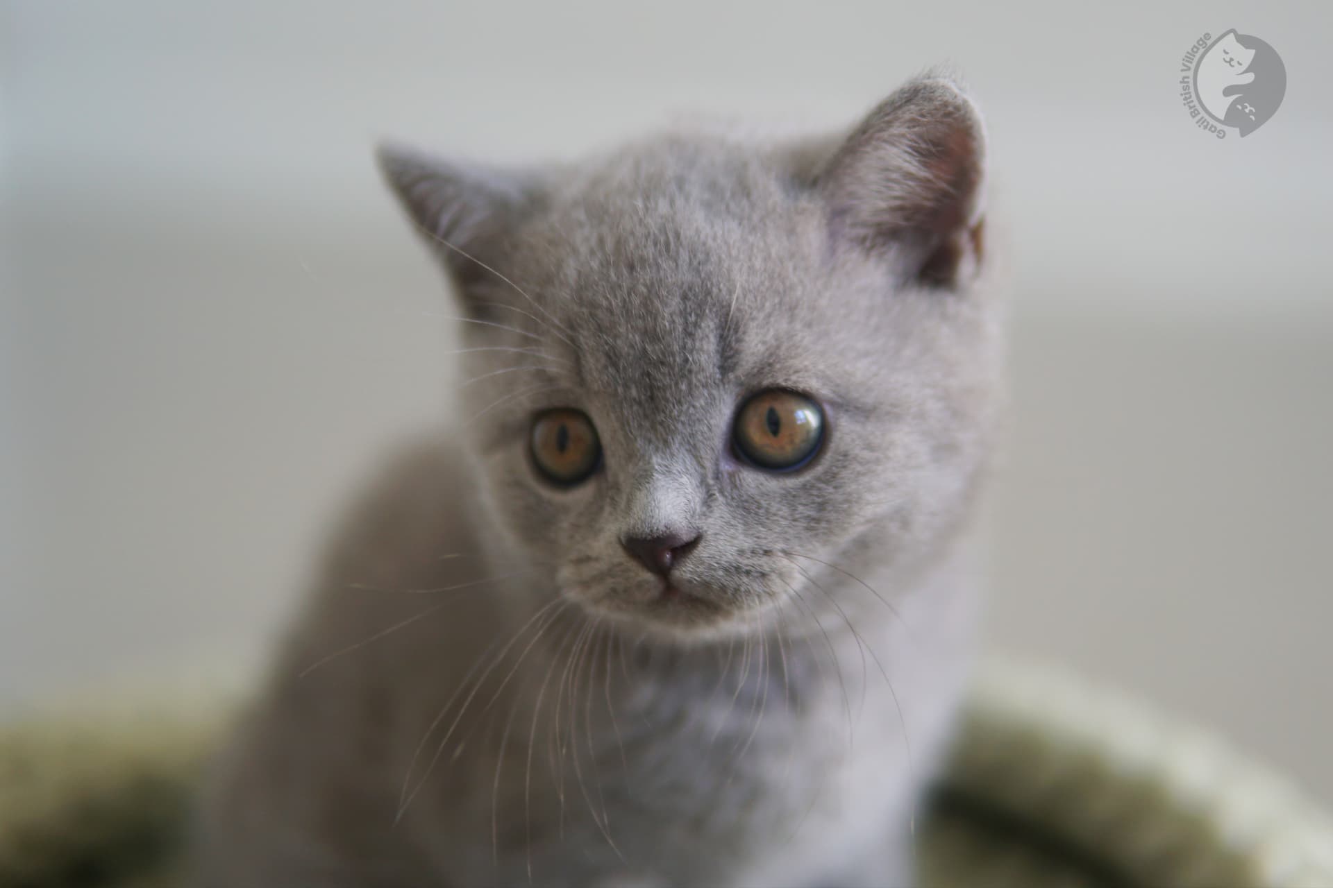 Alert British Shorthair kitten - photo 33