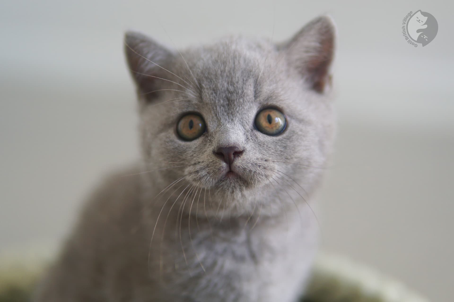 Newborn kitten on soft blanket - photo 34