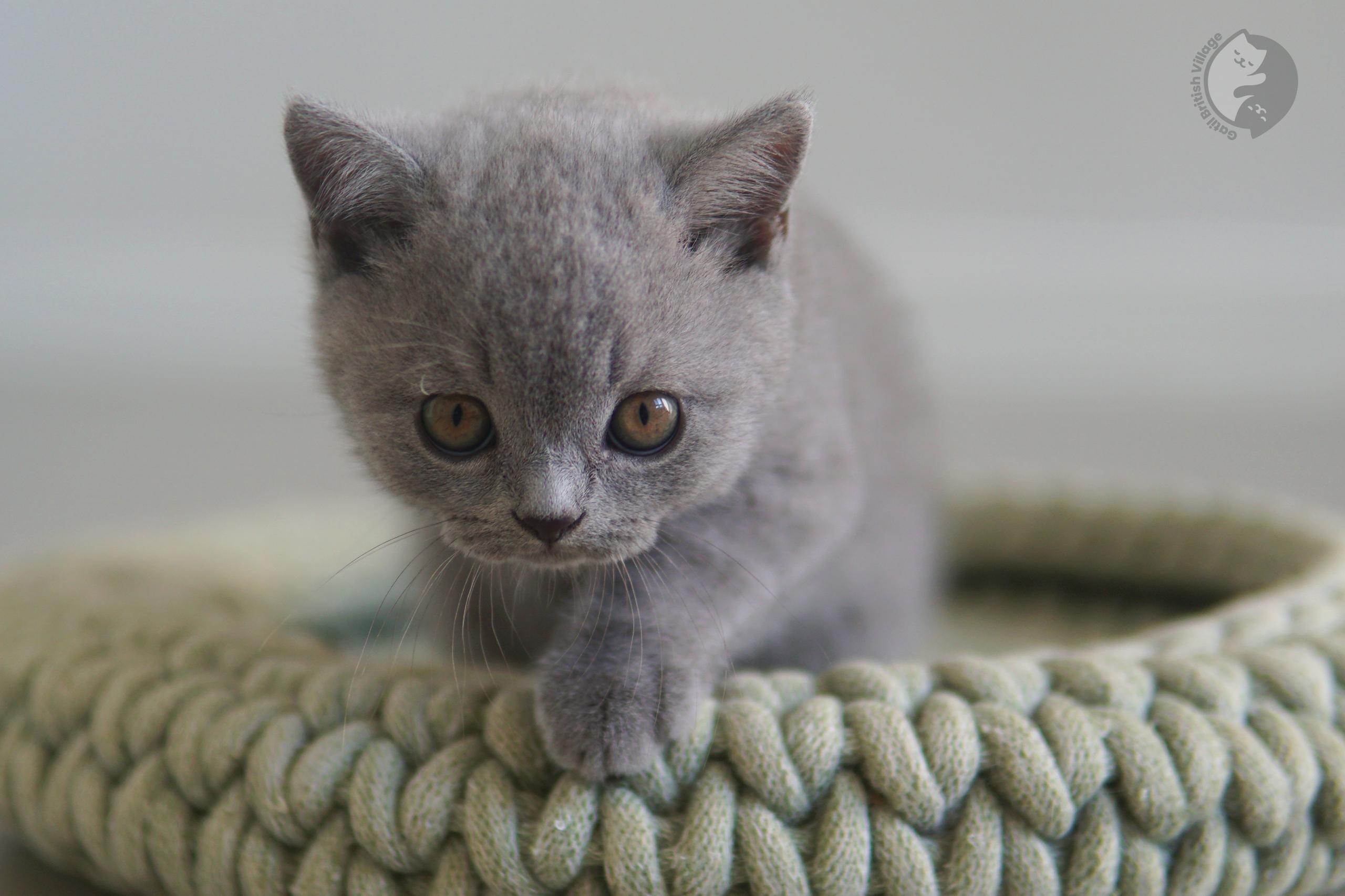 Kitten ready for adoption - photo 35