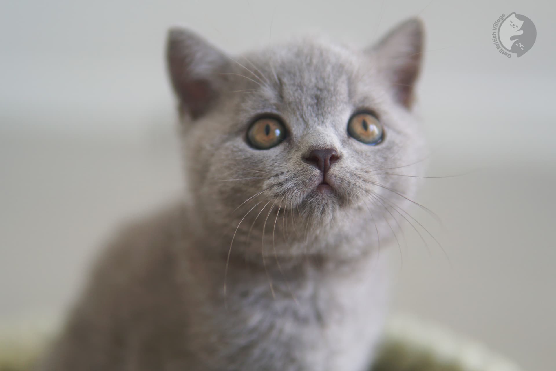 Kitten in a peaceful environment - photo 36
