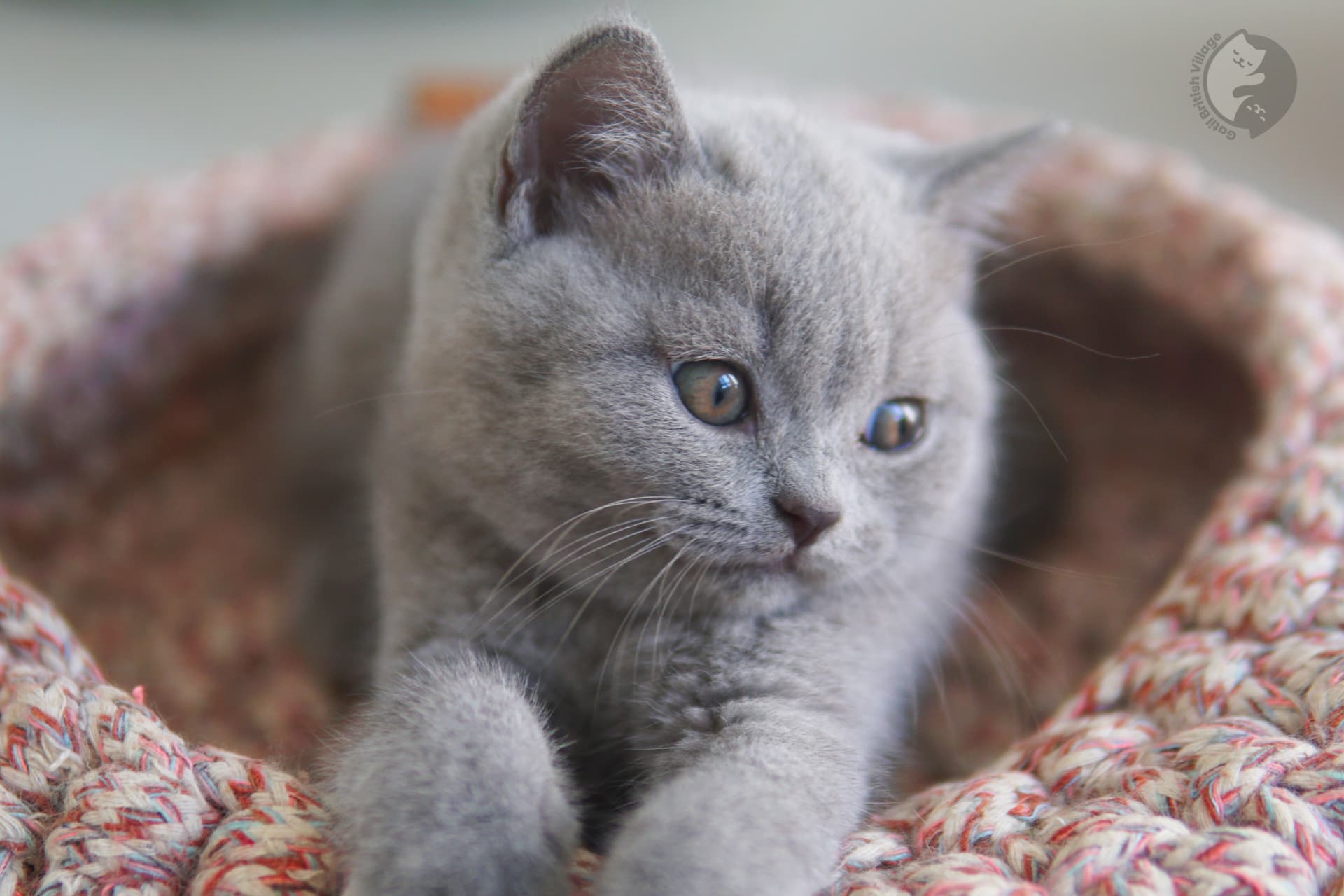British Shorthair cat stretching - photo 37