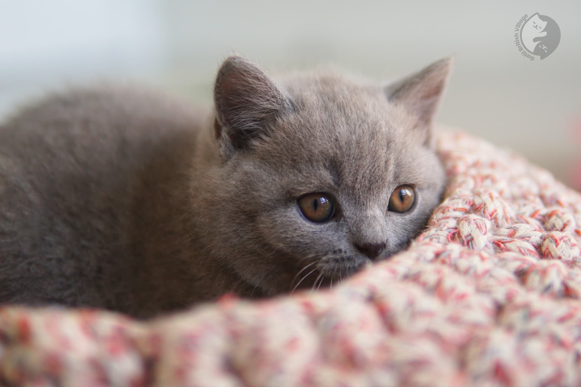 Peaceful moment for the kitten - photo 38
