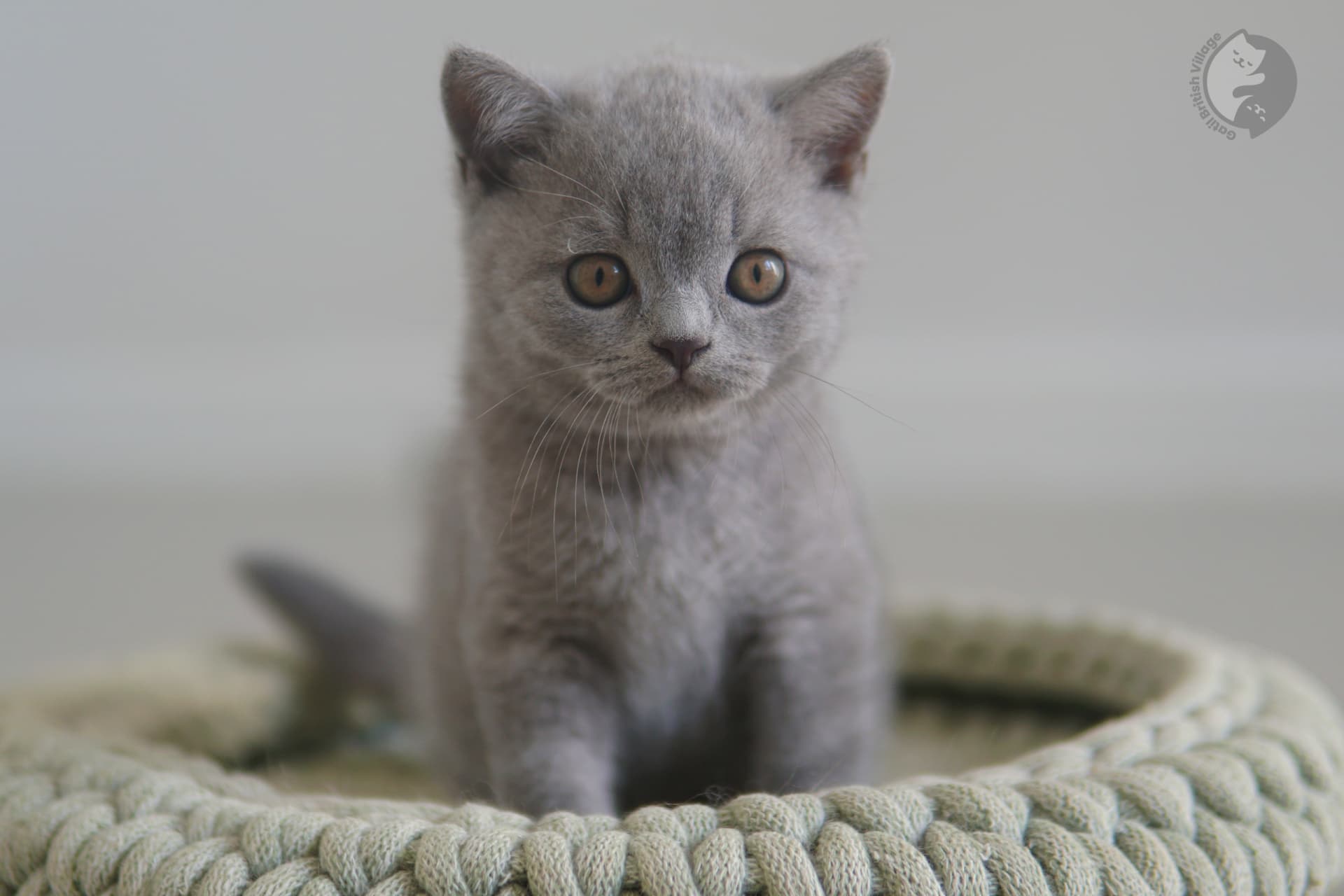 Kitten fully resting - photo 39