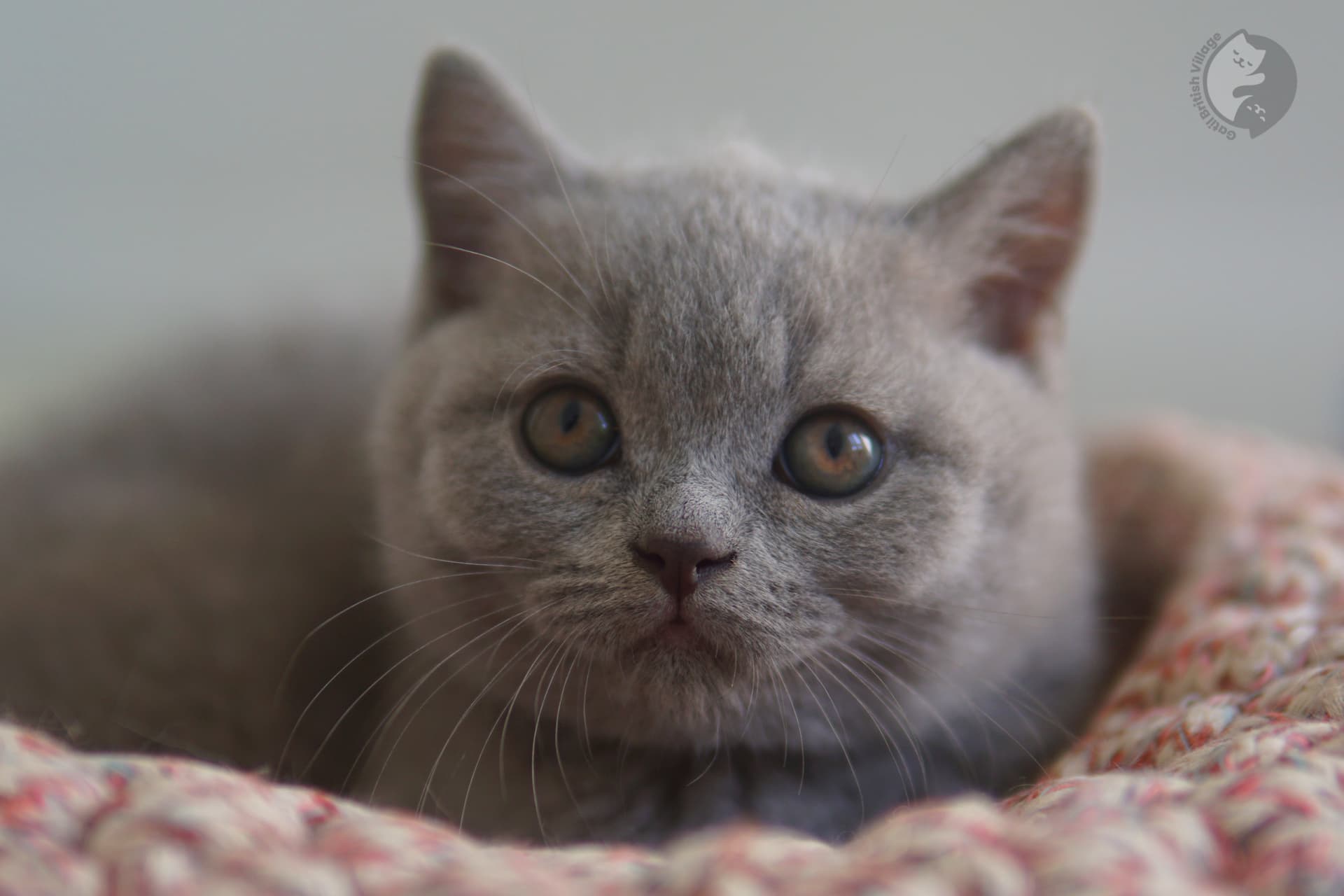 Elegant kitten pose - photo 40