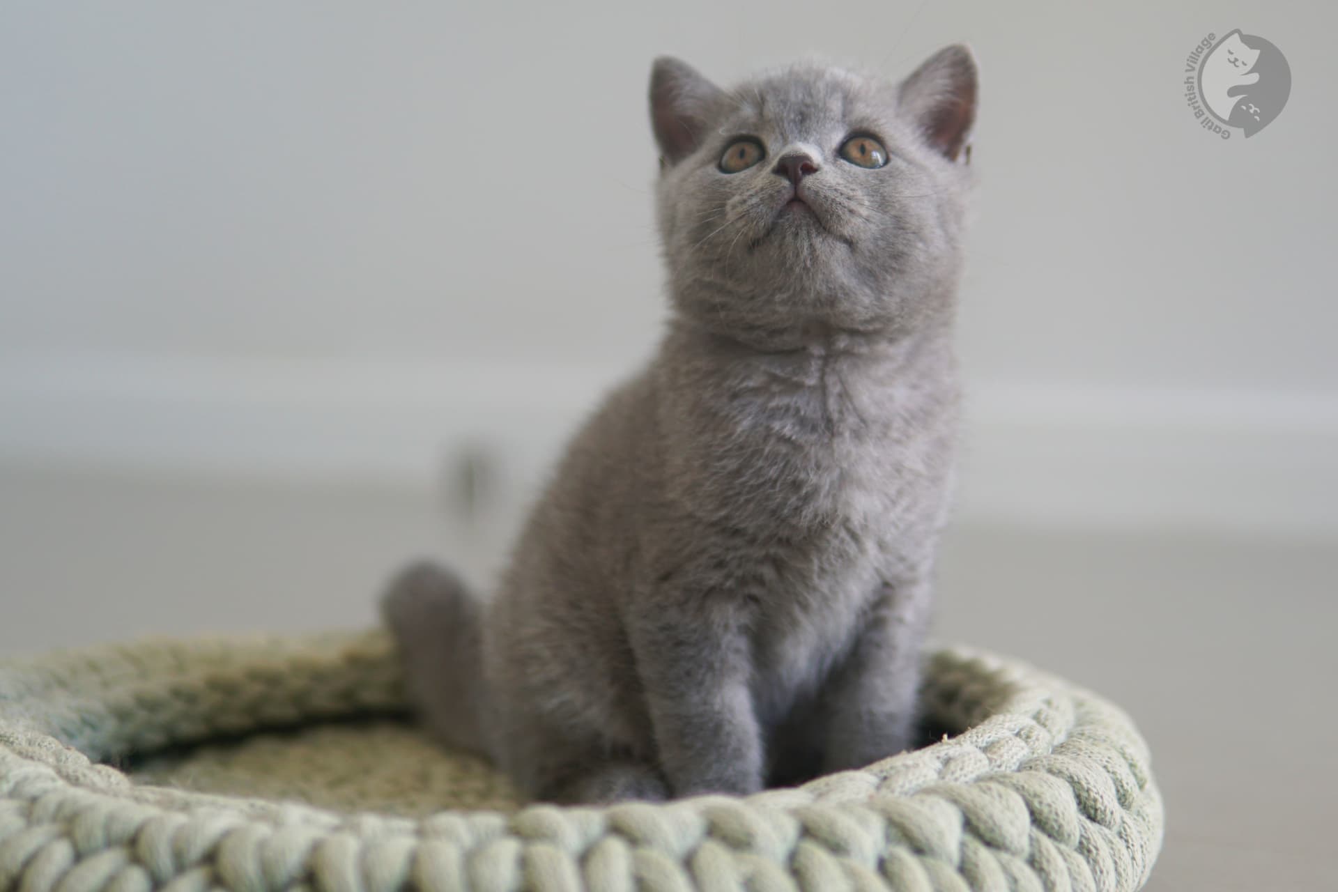 Kitten exploring its surroundings - photo 41