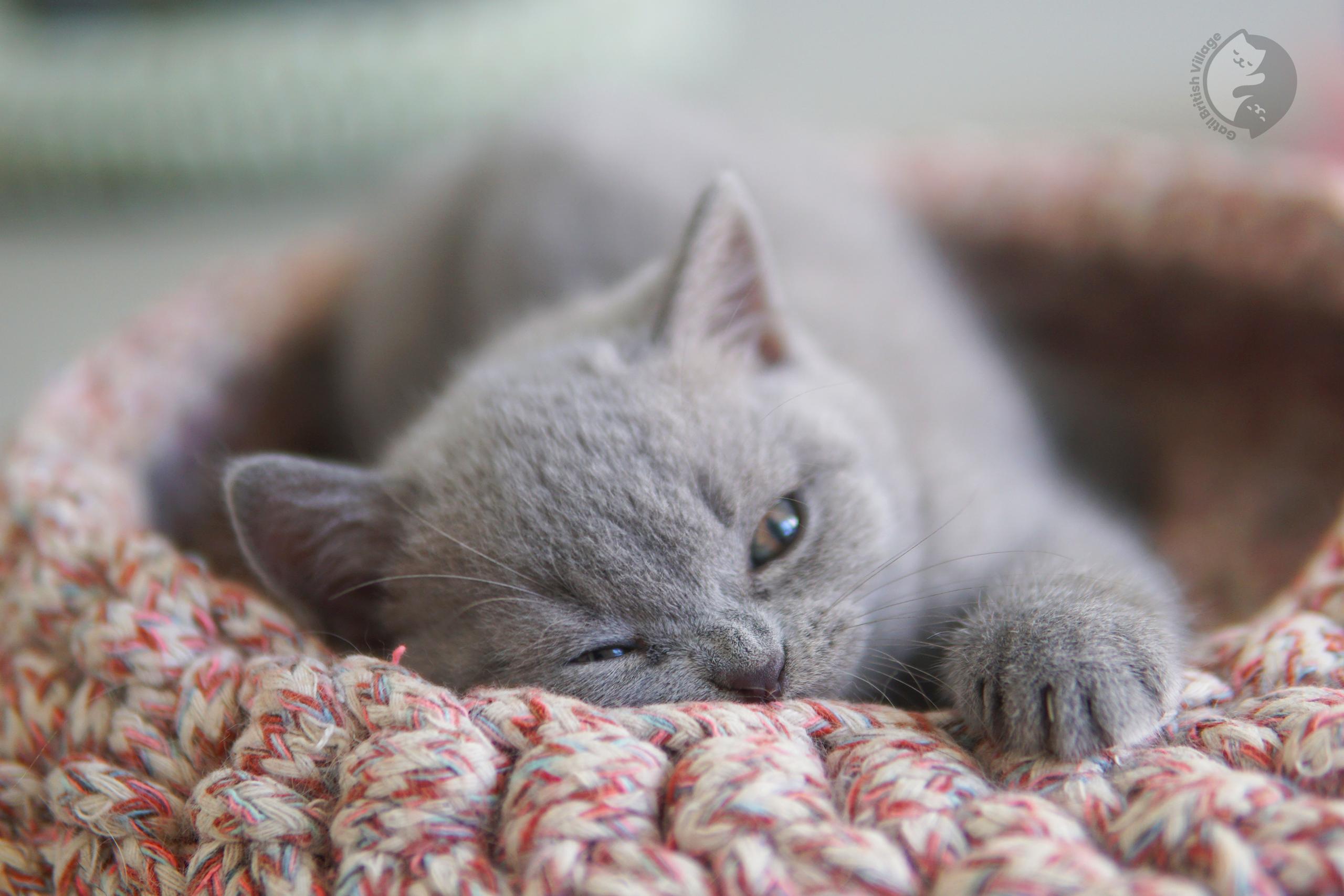 Healthy and cute kitten - photo 42