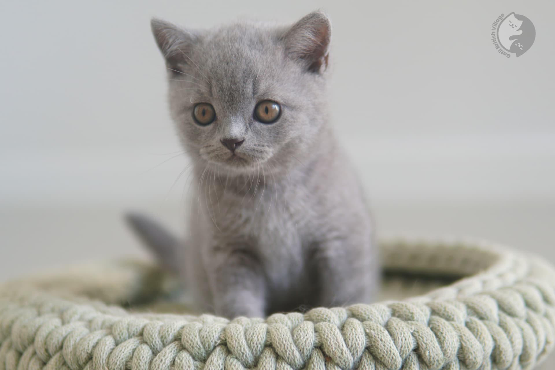 Pedigree cat with charismatic gaze - photo 43