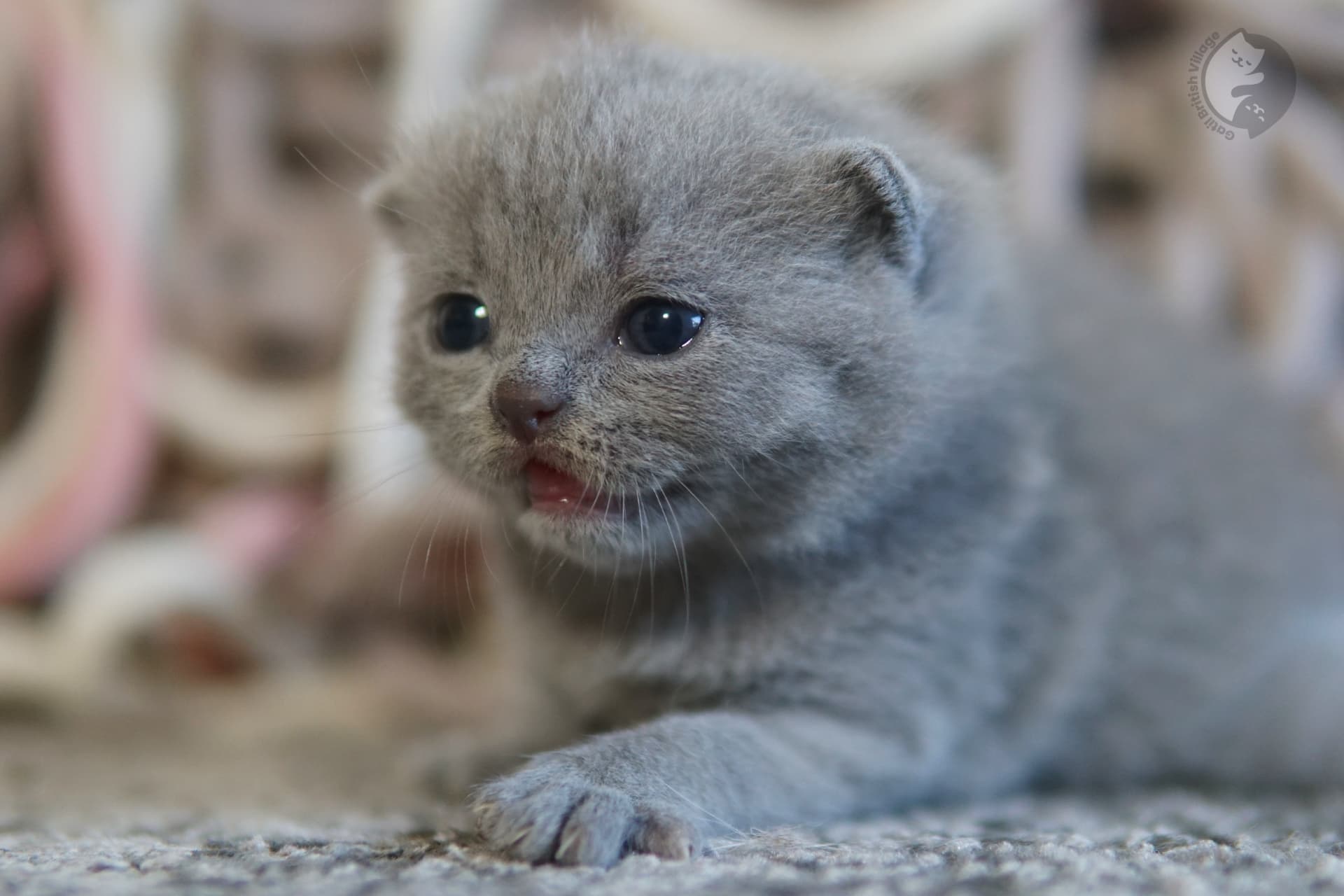 Curious British Shorthair kitten in action - photo 44