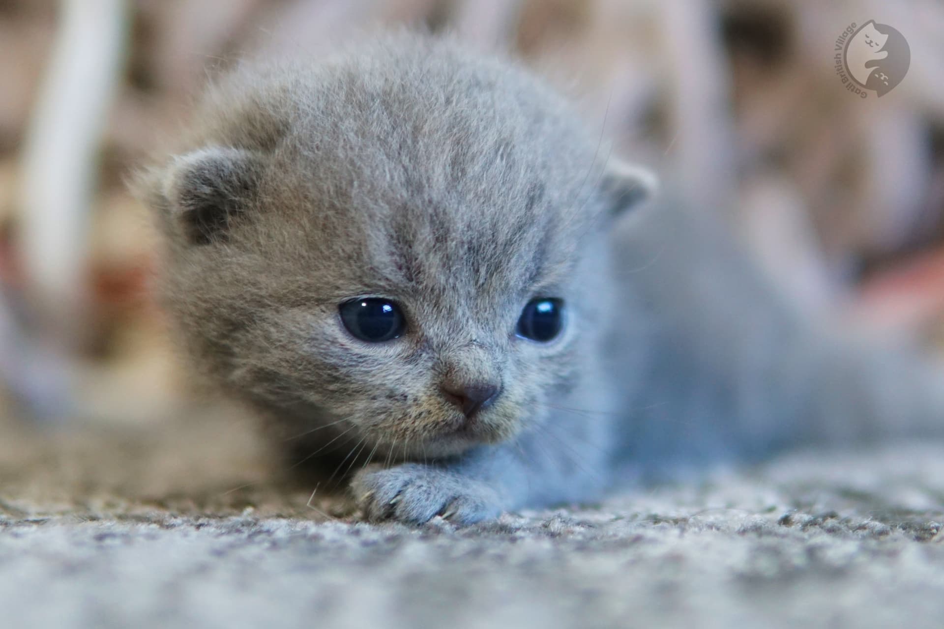Kitten observing attentively - photo 45