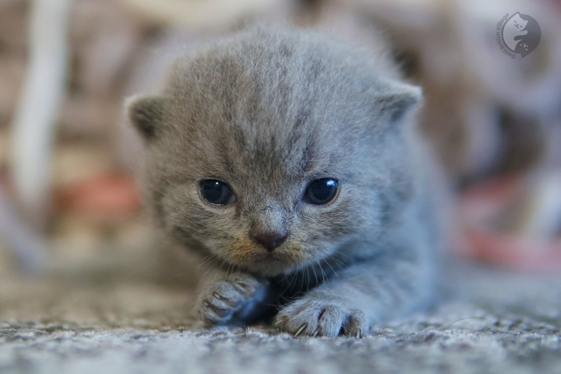 Kitten snuggled on a blanket - photo 46