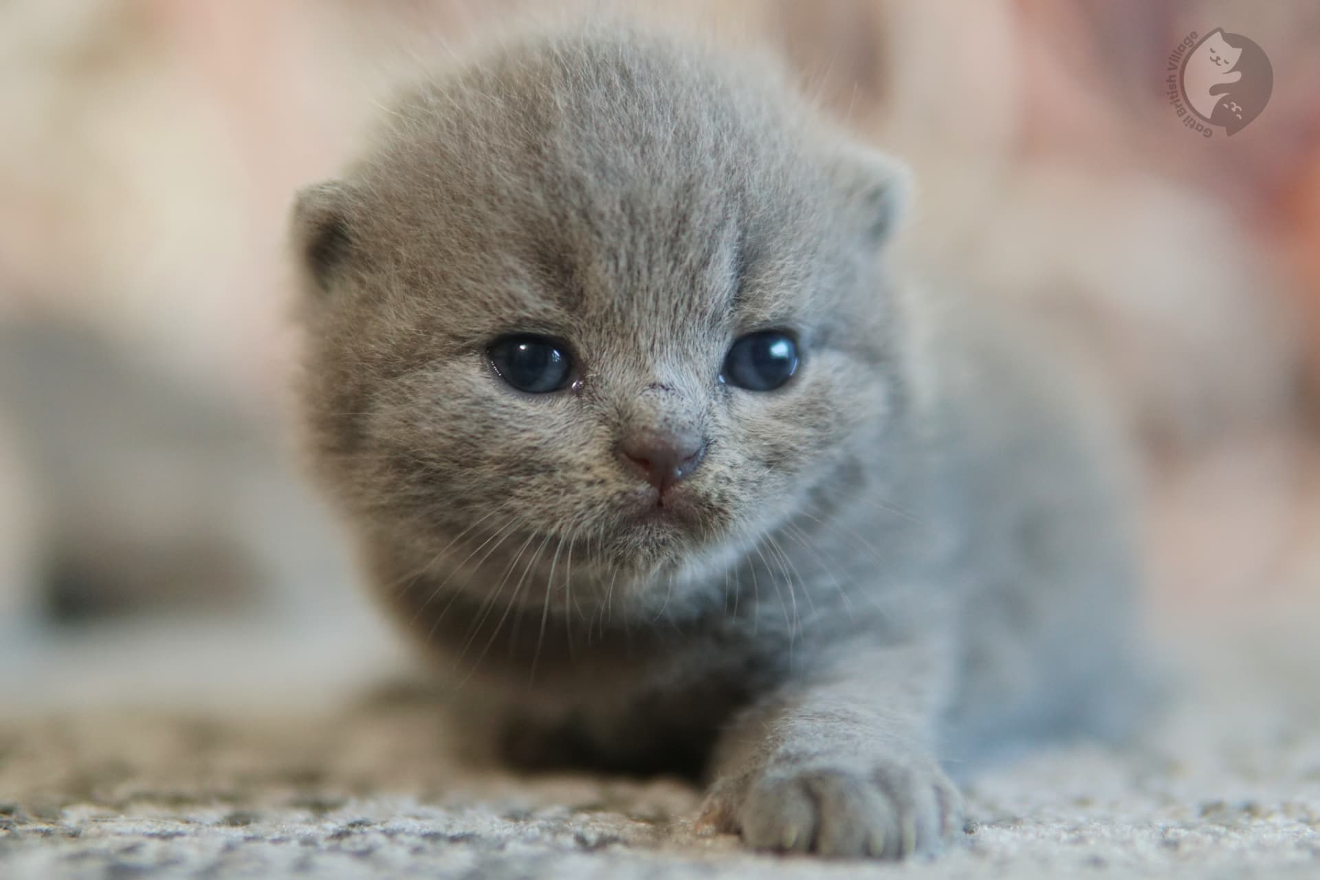 Kitten with raised and alert ears - photo 47