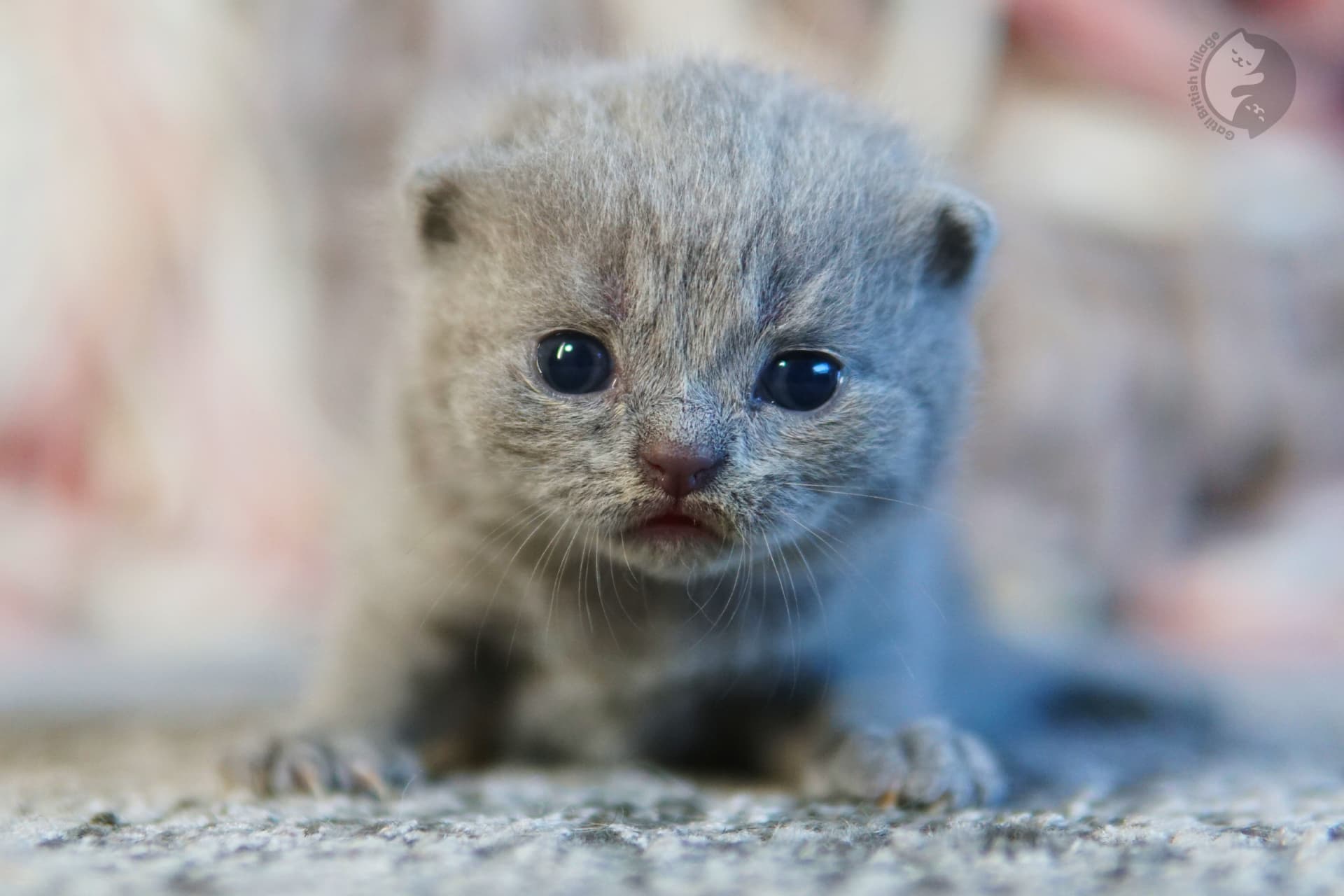 Lilac kitten wrapped in blanket - photo 48