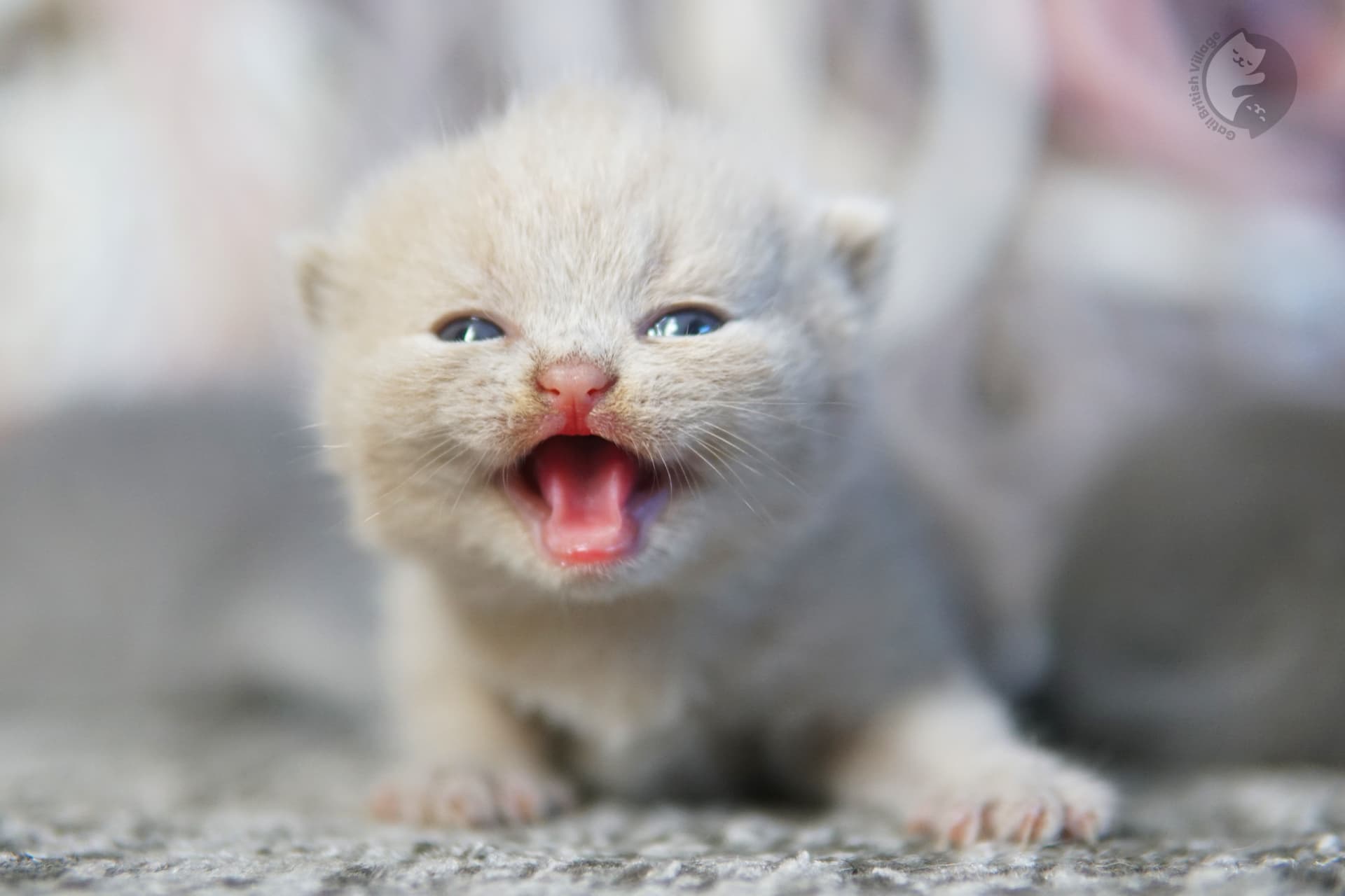 Kitten exploring in a calm setting - photo 49