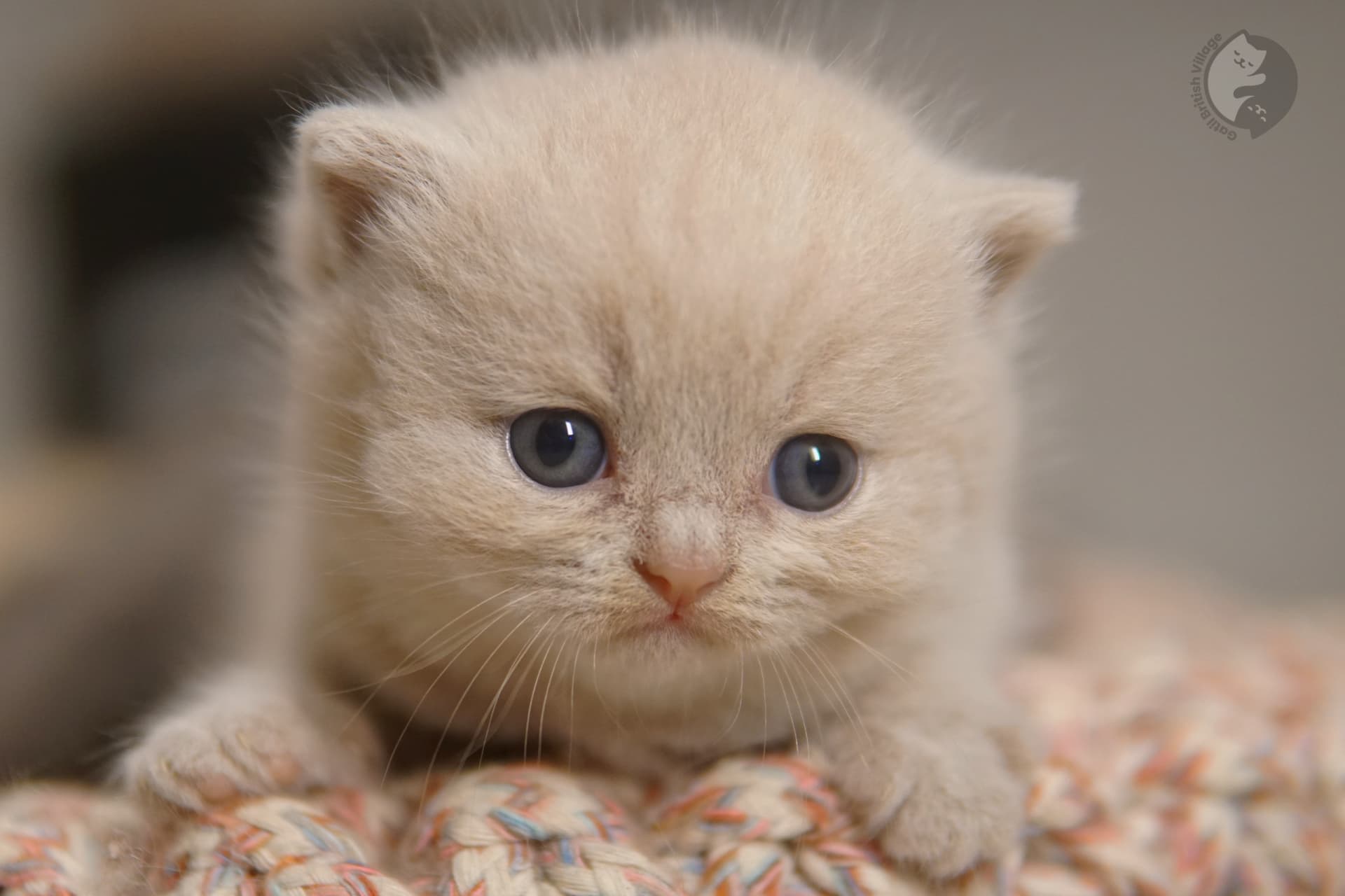 Kitten on a fluffy white blanket - photo 51