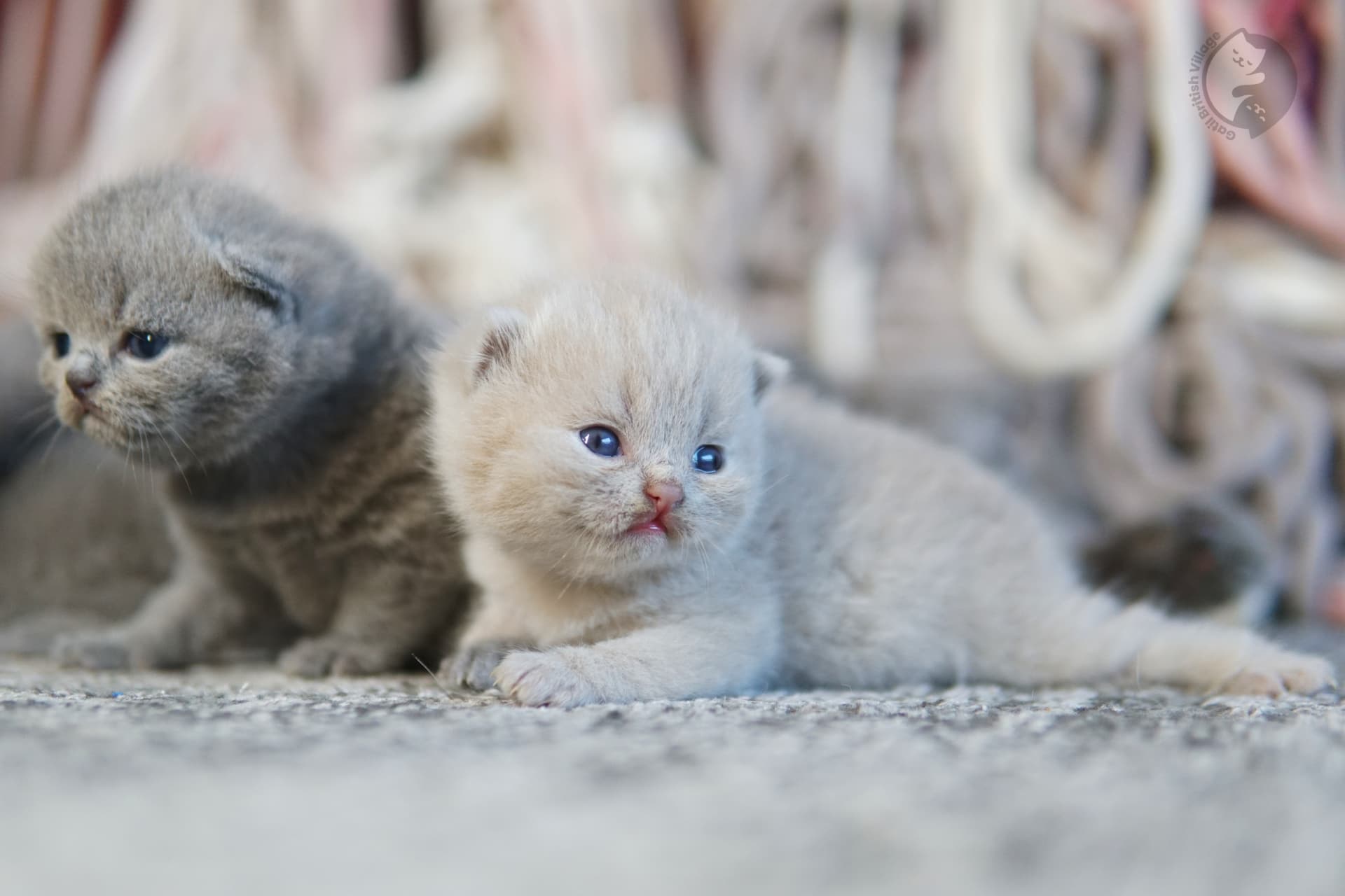 Shy kitten in a cozy corner - photo 52