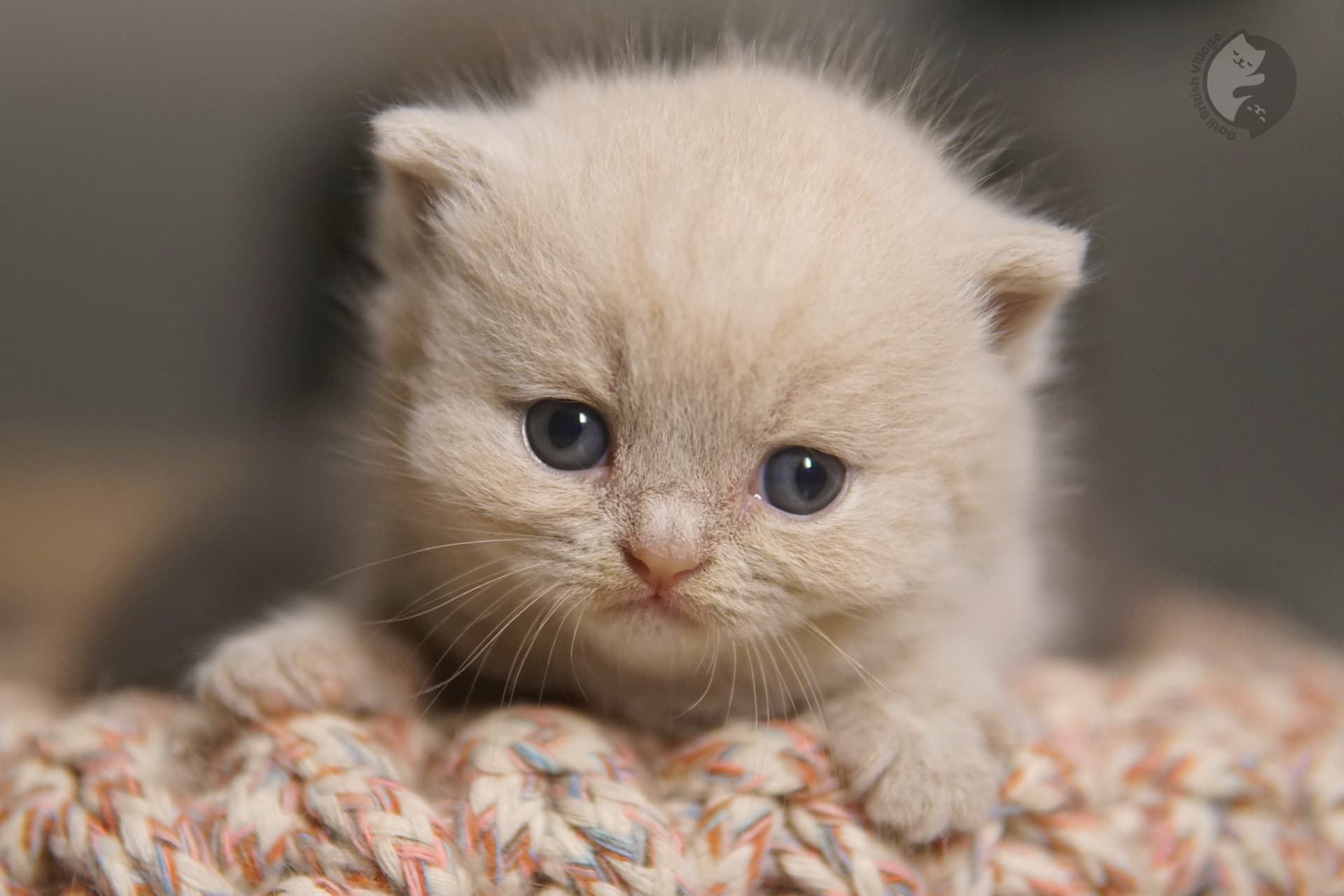 Kitten looking around with curiosity - photo 53